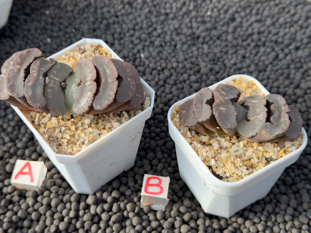 Haworthia truncata Imported Succulent Plant