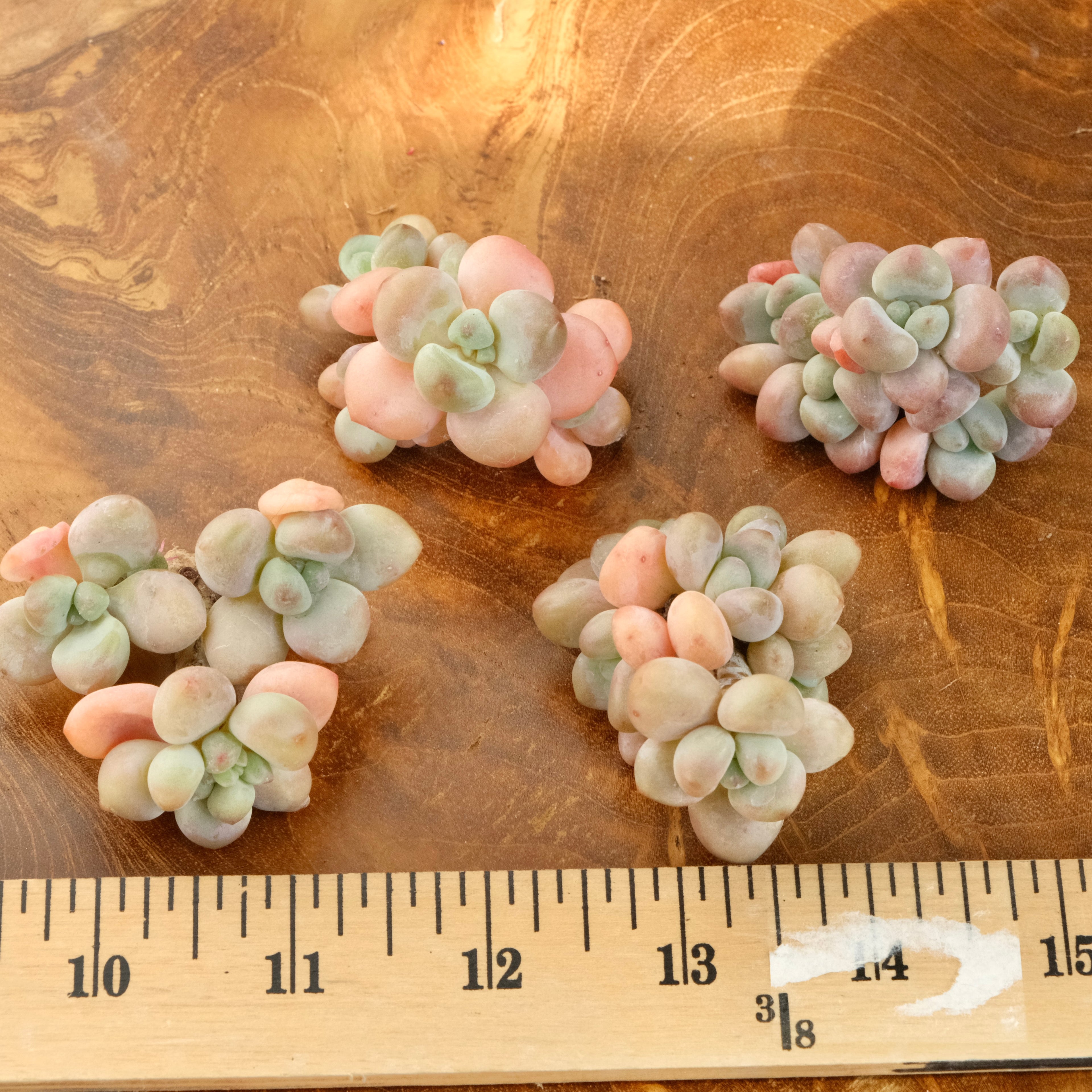 Graptosedum Cade Korean Succulent Plant Mam and Sister hybrid