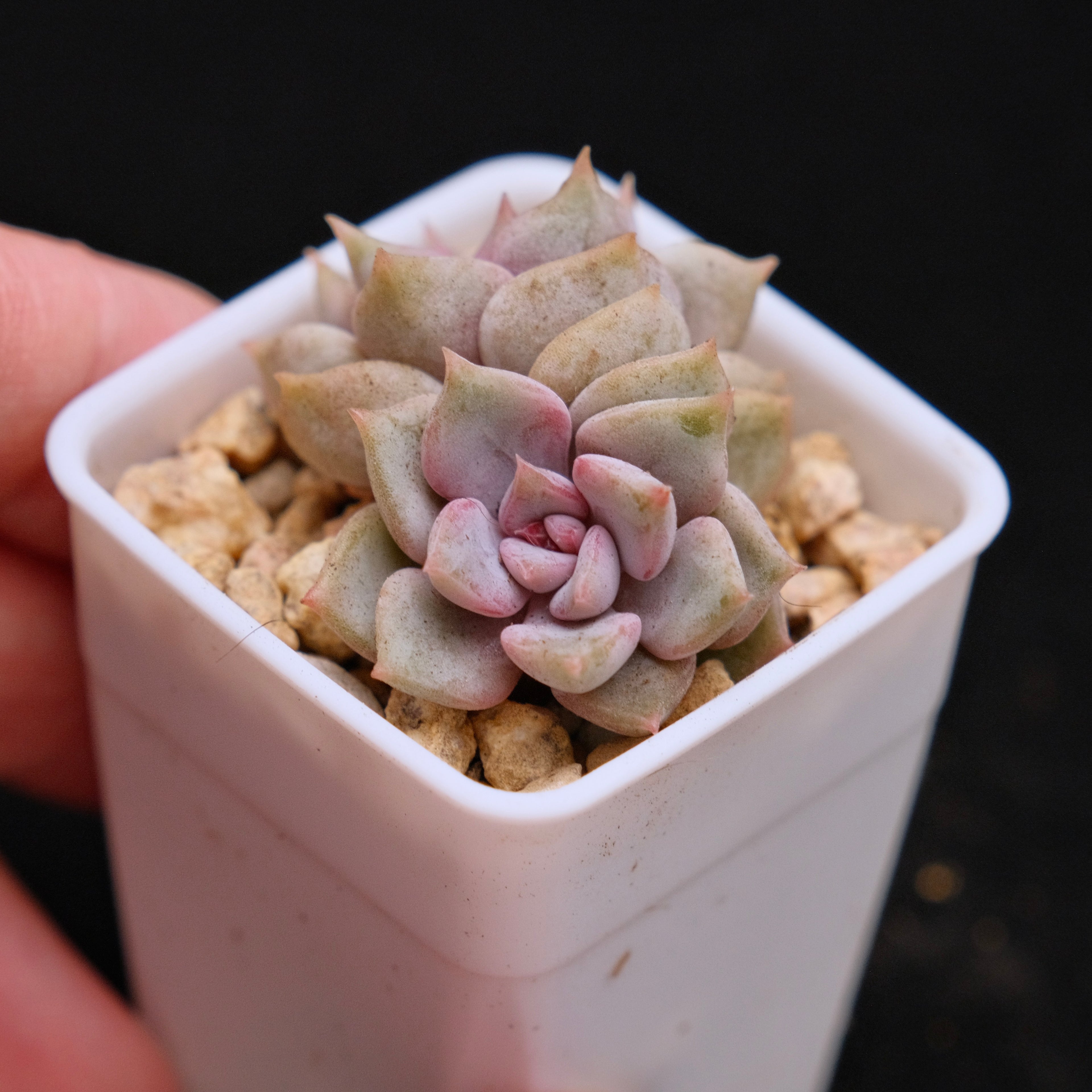 Echeveria Pastel Leon babies Korean Succulent Plant