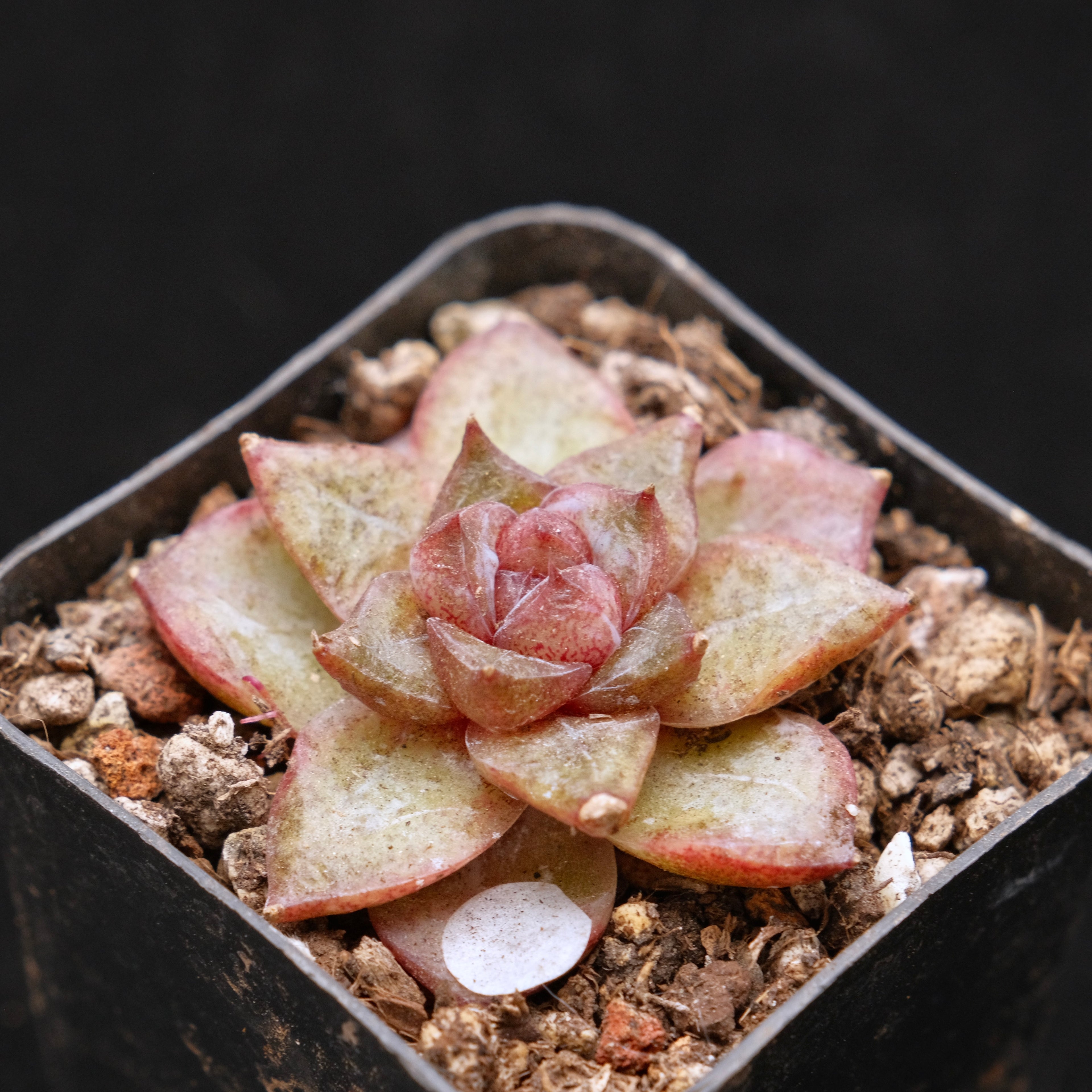 Echeveria Organic Pink Korean Succulent Plant