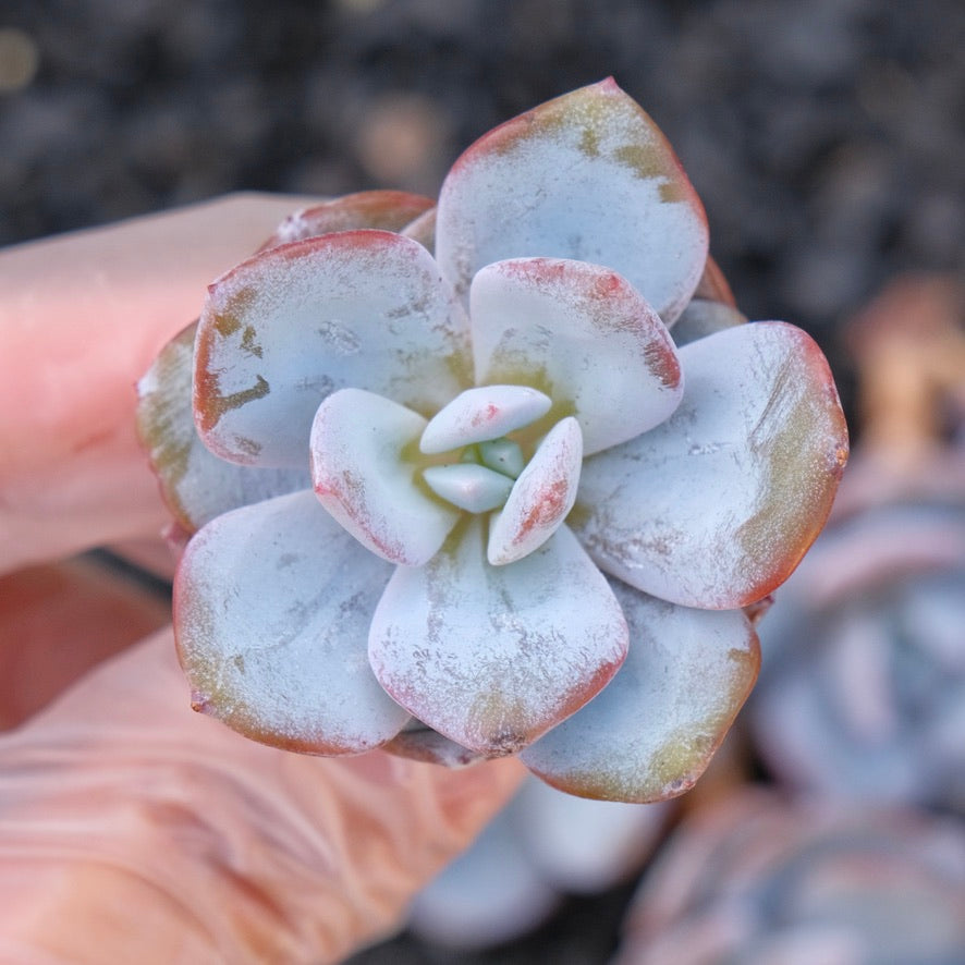 cream tea succulent New* Echeveria Cream Tea hybrid Korean Imported Succulent Plant – Succielife