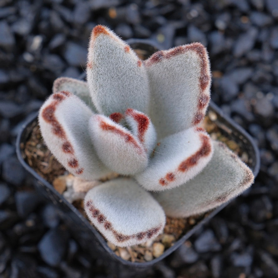 Kalachoe tomentosa Locally Grown Succulent Plant Panda Plant