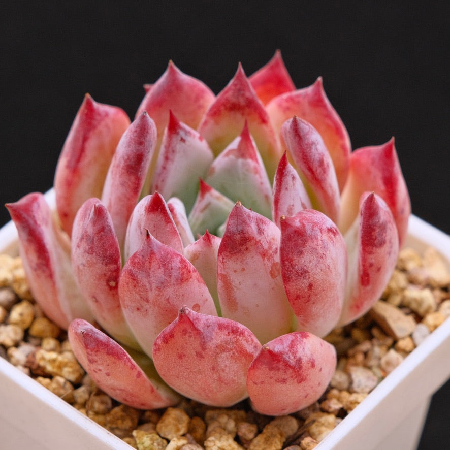 Old Echeveria colorata Brandtii Korean Succulent Plant