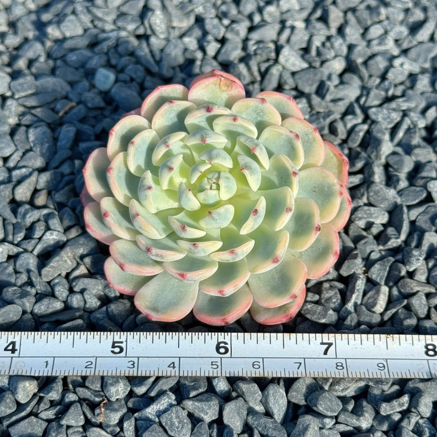 Variegated Echeveria Minima Succulent Plant B