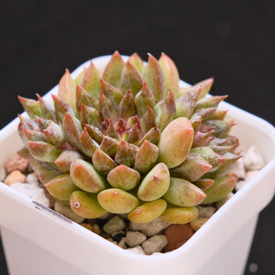 Echeveria Chanel Rose Korean Succulent Plant