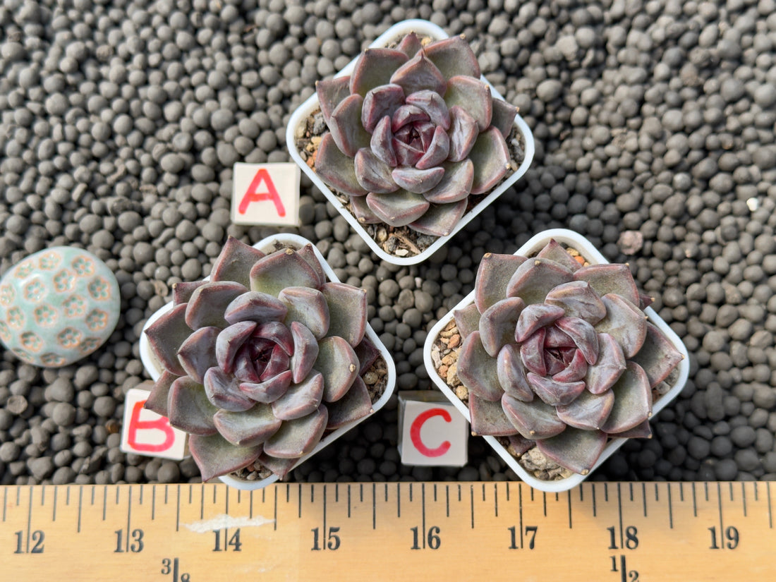 Echeveria Magenta Korean Succulent Plant