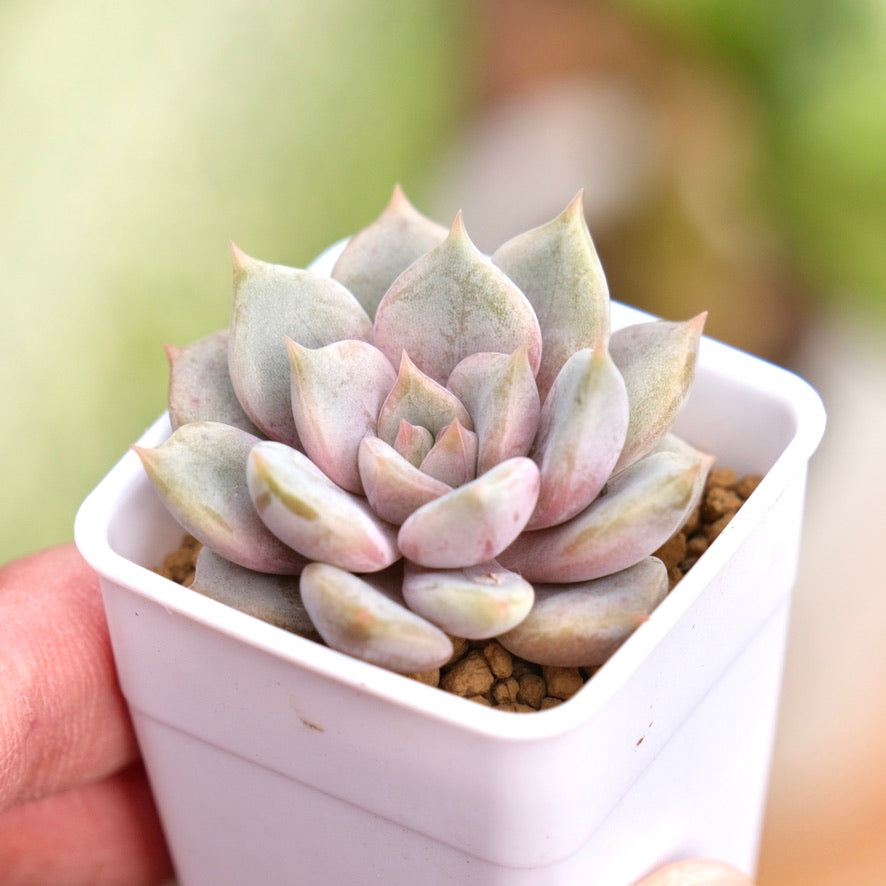 Echeveria Pastel Leon Korean Succulent Plant