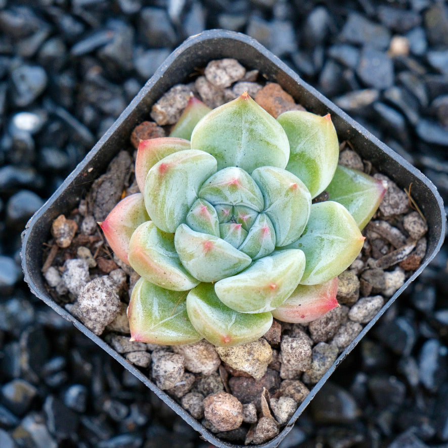 Echeveria Orange Icicle Korean Succulent Plant