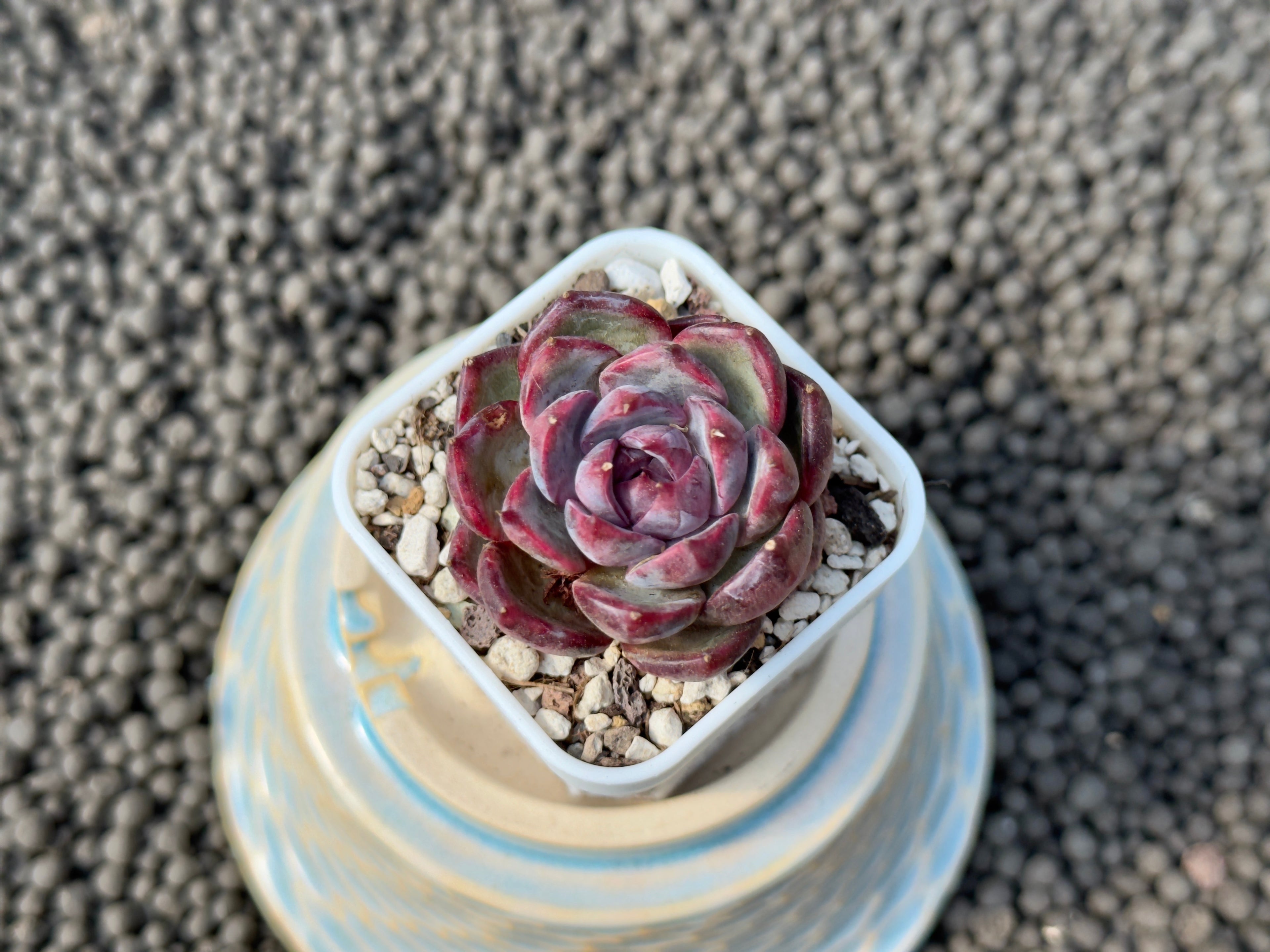 Echeveria Raspberry Korean Succulent Plant
