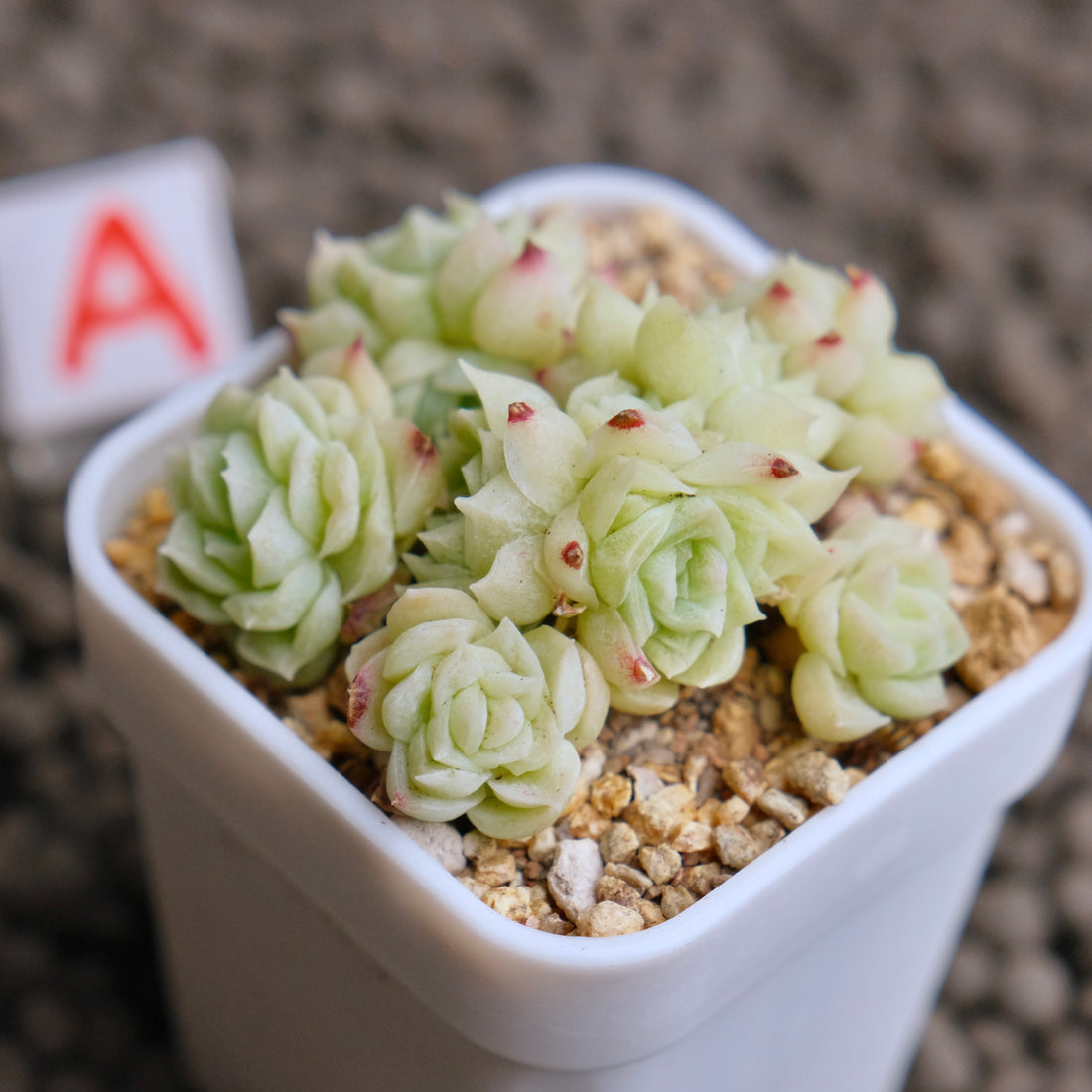 Echeveria Etrial (Korean Malgan cluster) Korean Succulent Plant - A