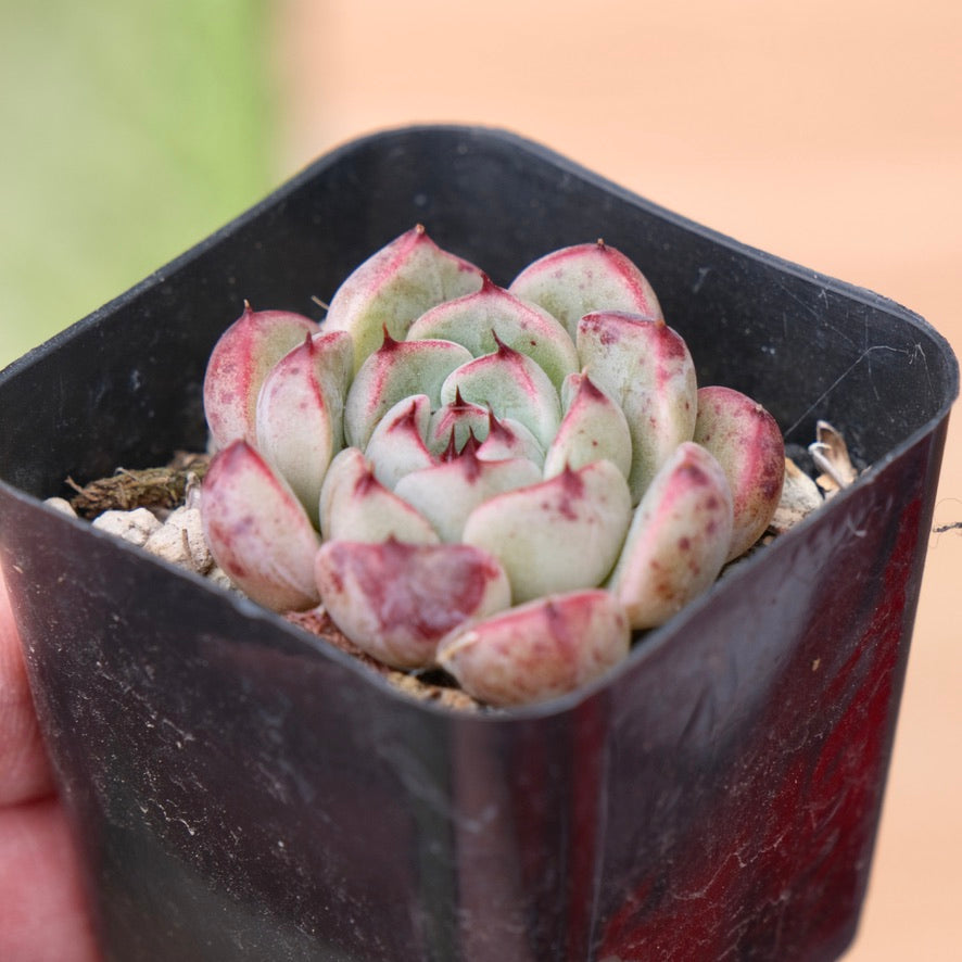 Echeveria Sarahime x Rubin Korean Succulent Plant Changhee hybrid