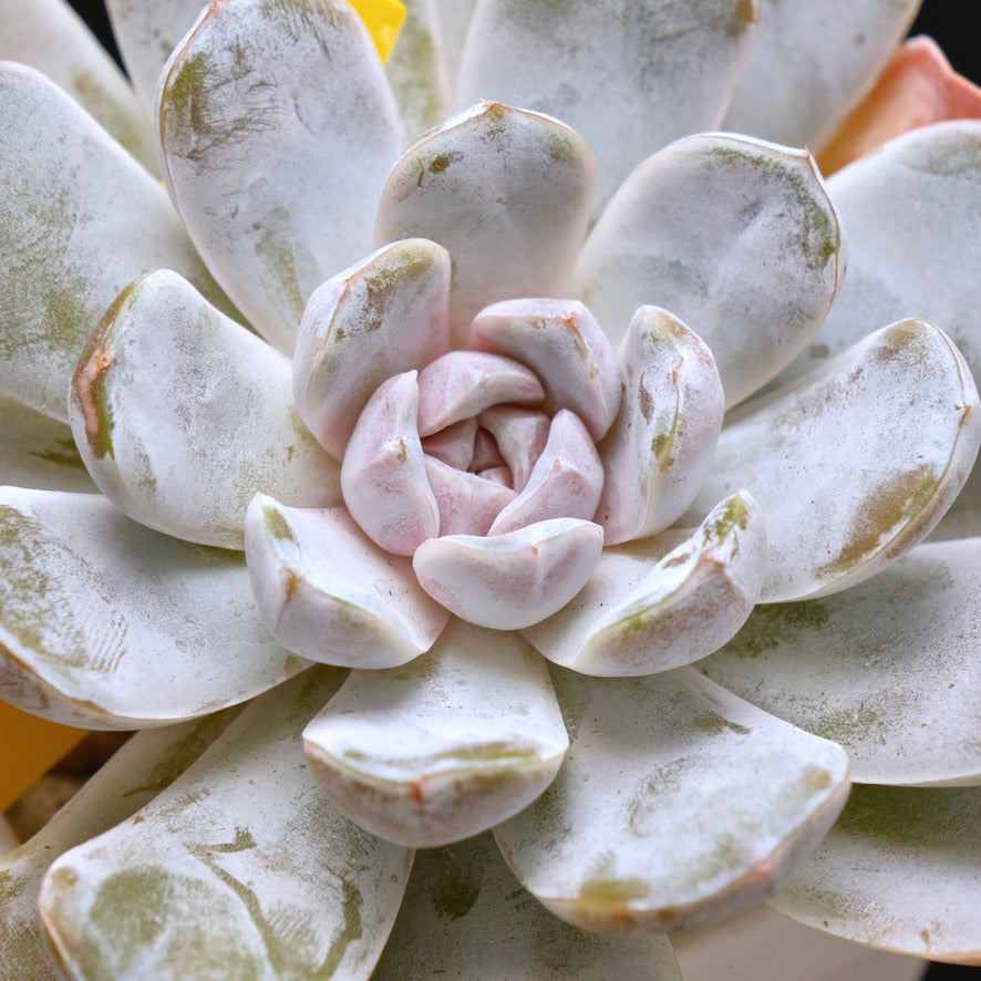BIG Echeveria Polar Rose Korean Succulent Plant Hwaga Hybrid