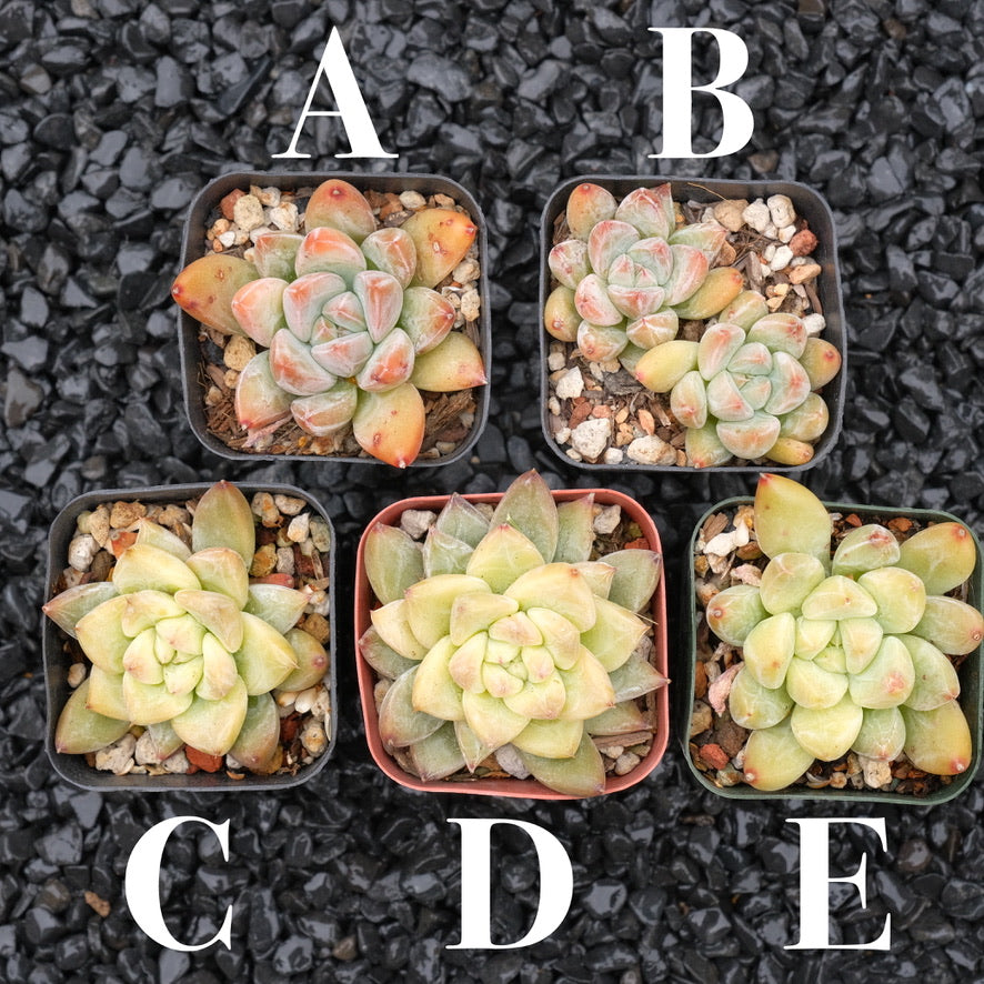 Echeveria tolimanensis hybrid Korean Succulent Plant