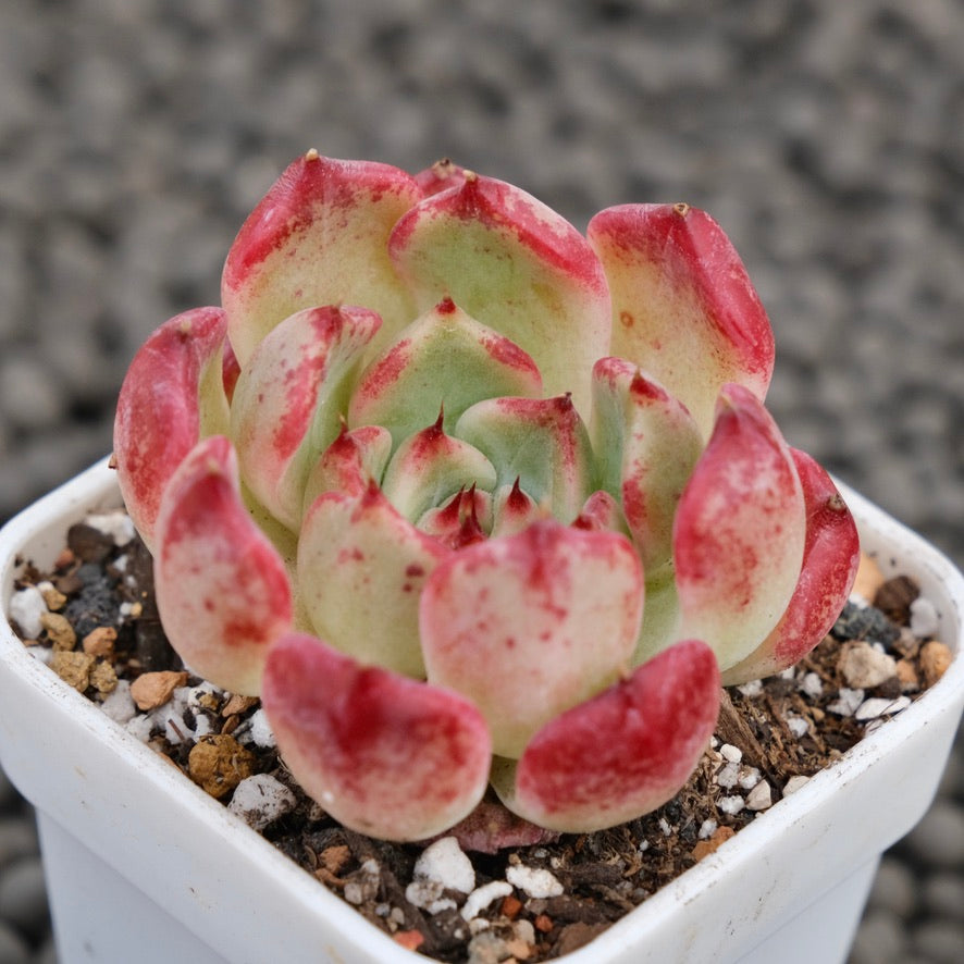 Echeveria Artemis Korean Succulent Plant Hwaga Hybrid