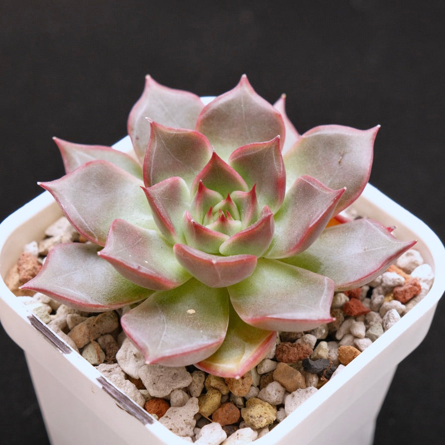 Echeveria Silonica Korean Succulent Plant