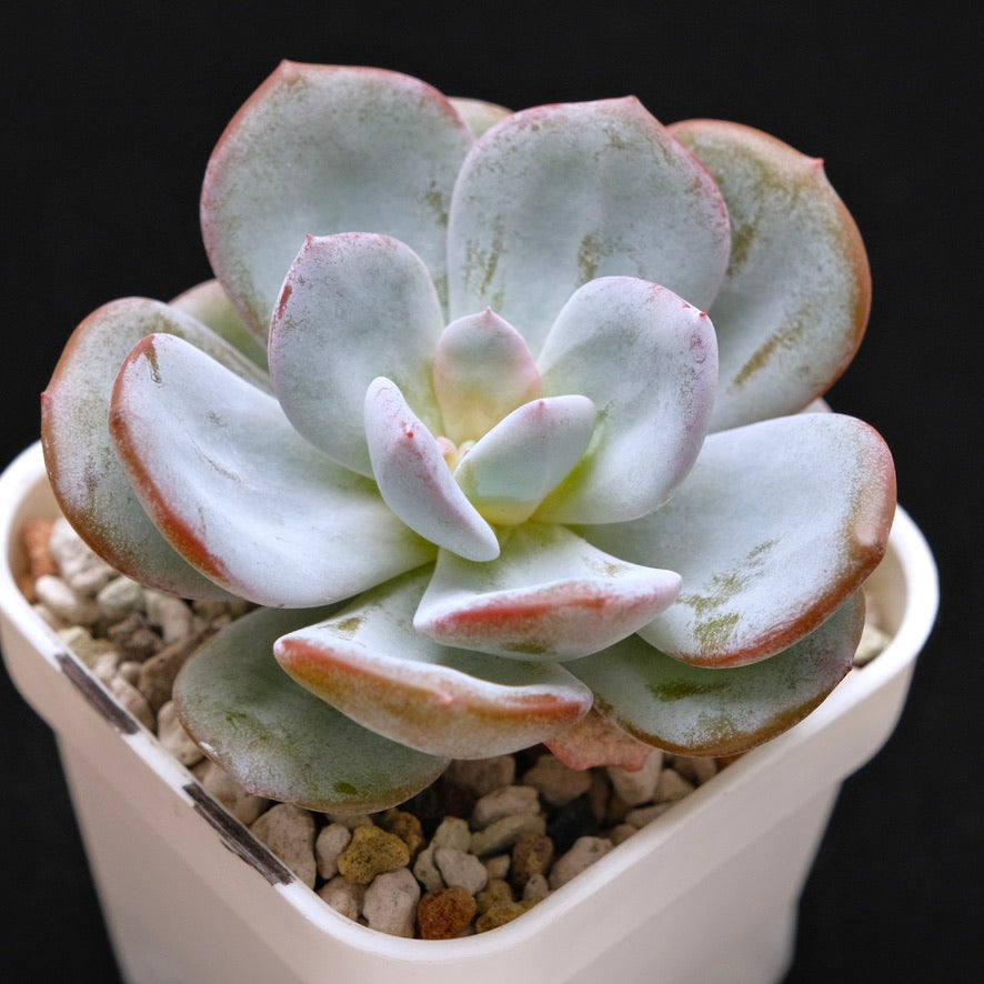 Echeveria Cream Tea hybrid Korean Succulent Plant