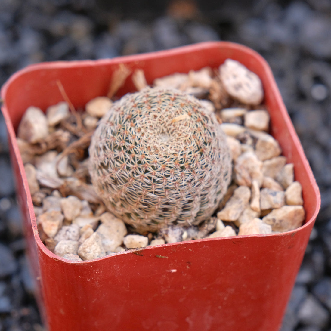 Rebutia Heliosa Locally Grown Succulent Plant