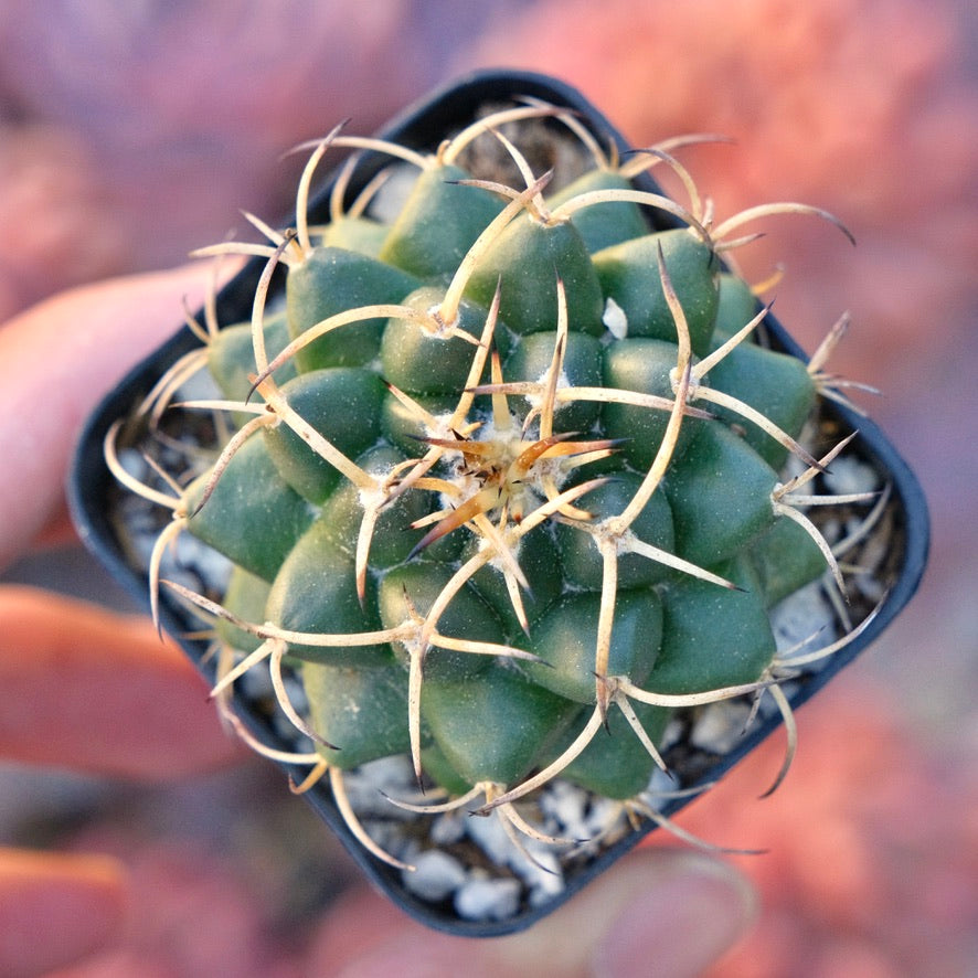 Mammillaria Krameri Succulent Plant