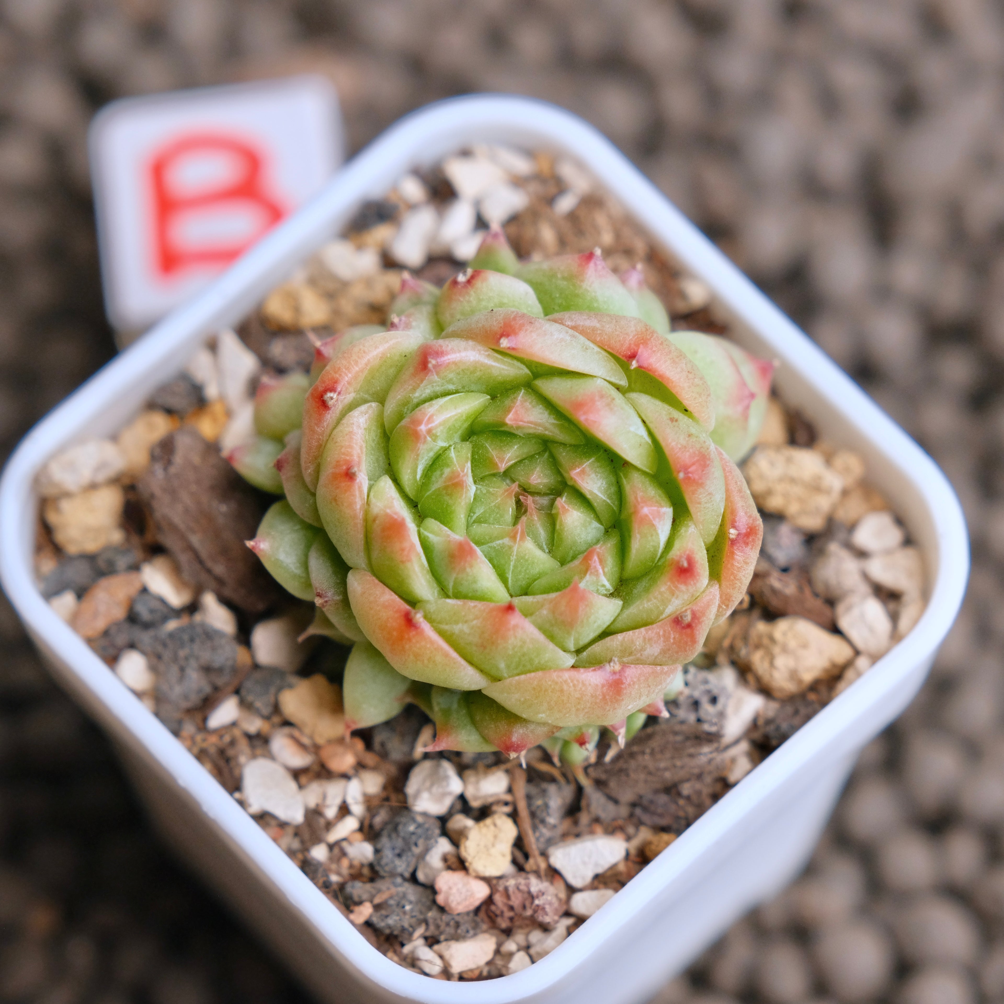 Echeveria Cola Jelly Imported Succulent Plant - B