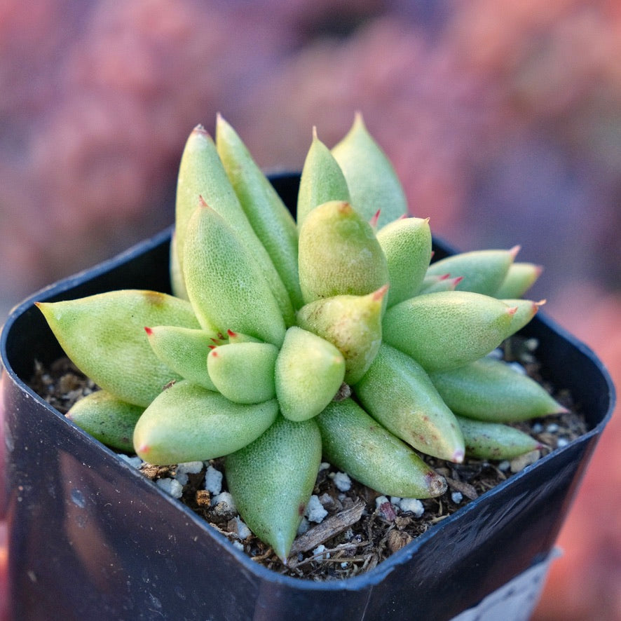 Crested Echeveria agavoides Morgain Succulent Plant
