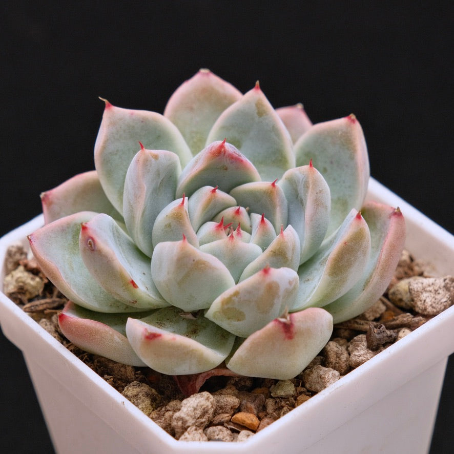 Echeveria Manuel Korean Succulent Plant Rare Hwaga Hybrid
