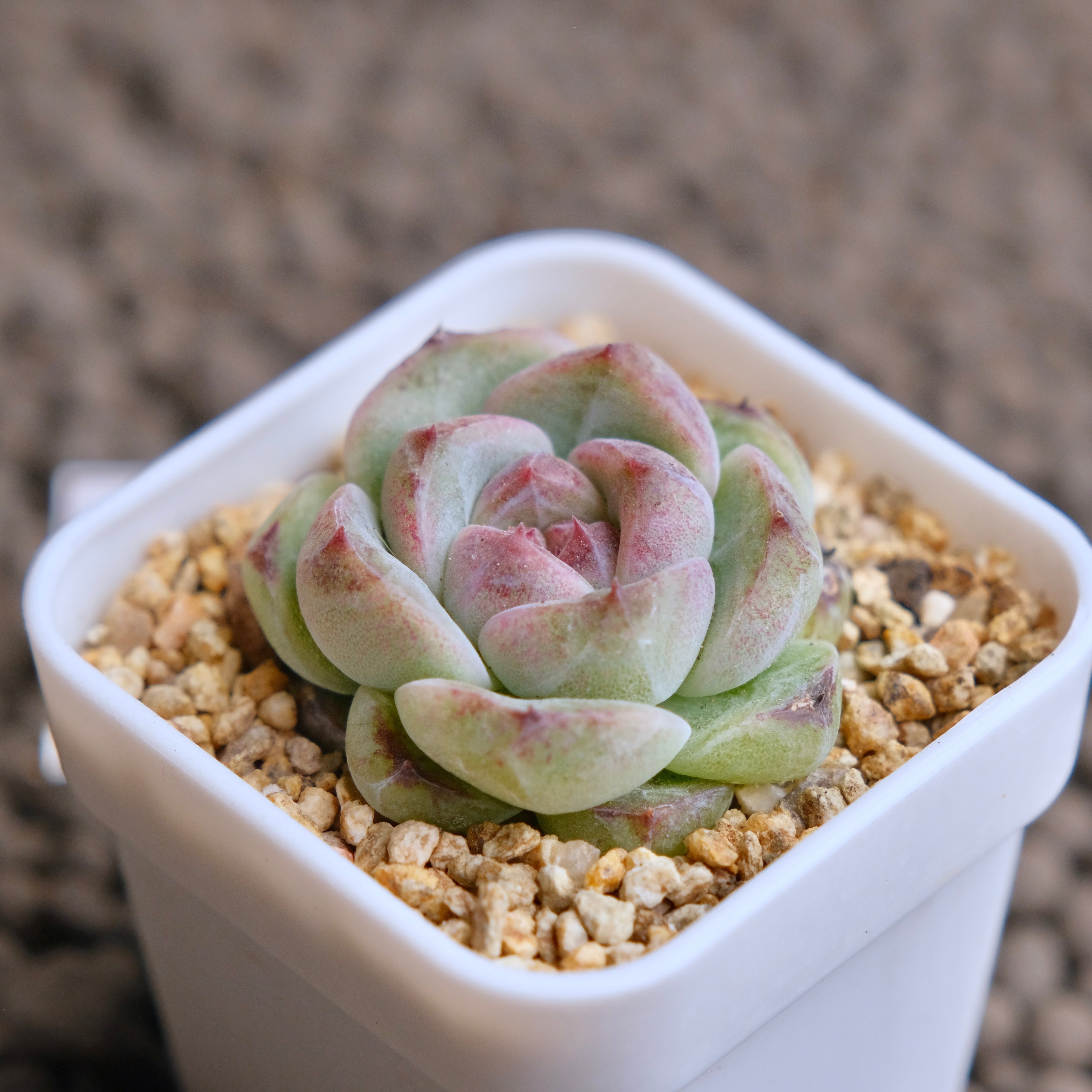 Echeveria Obsidian (seed grown) Imported Succulent Plant - A