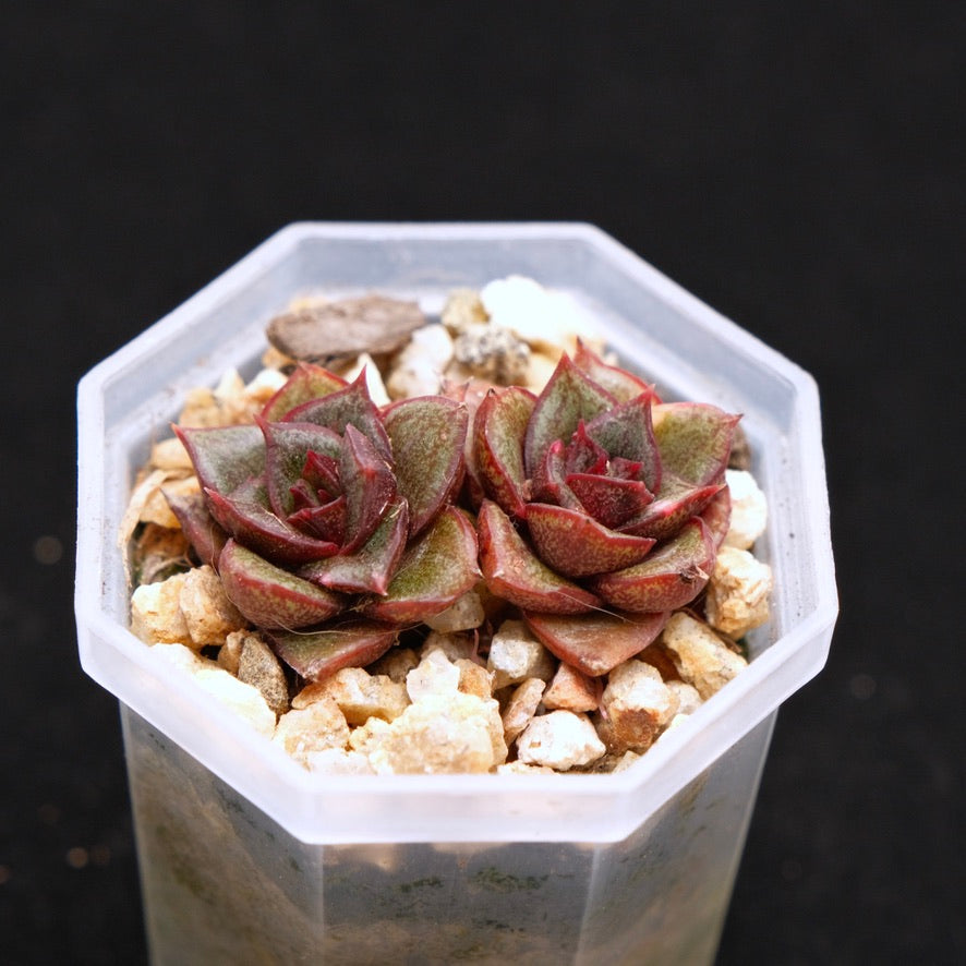 Echeveria Monocerotis babies Korean Succulent Plant