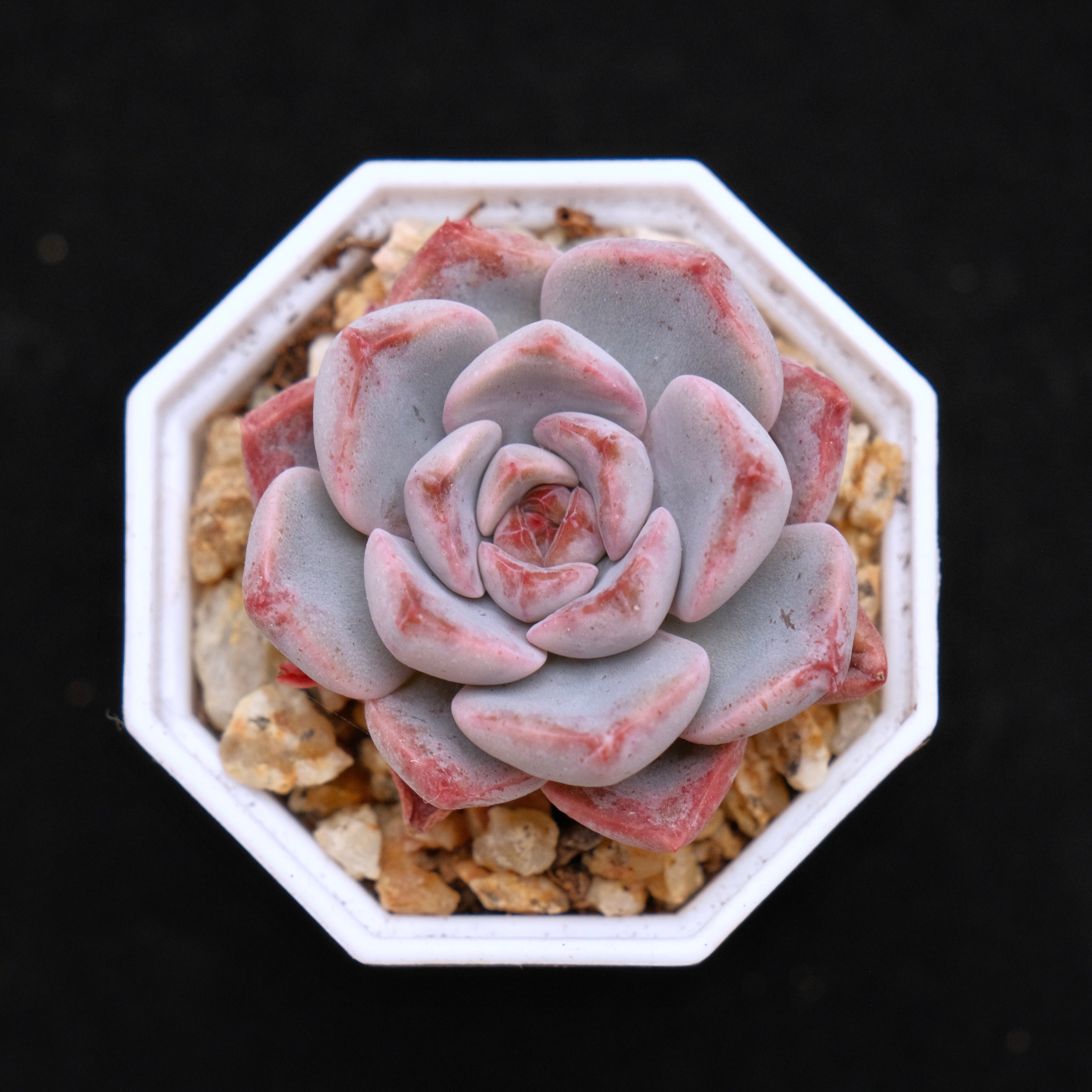 Echeveria Pink Elf Korean Succulent Plant
