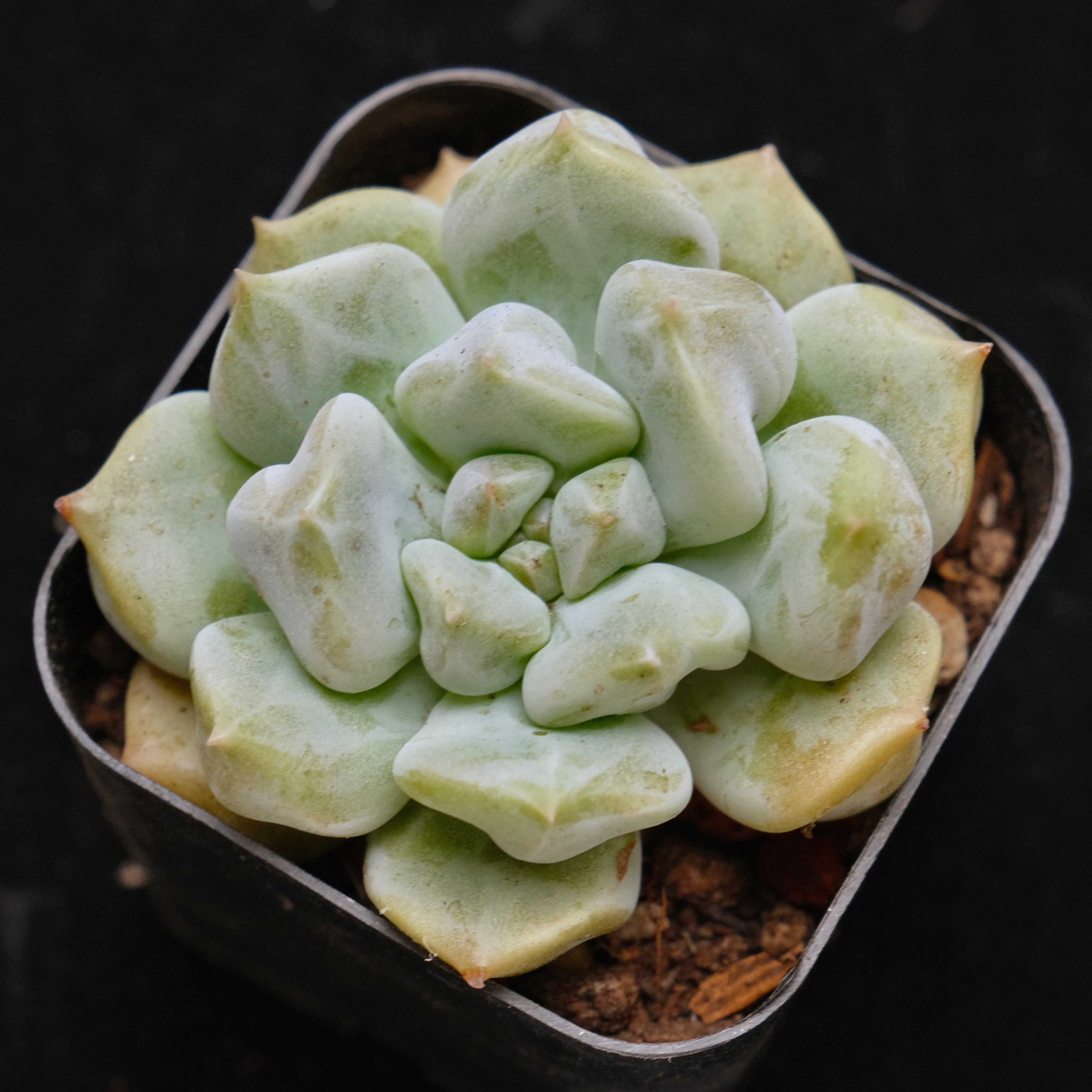 Echeveria Choux Cream Korean Succulent Plant