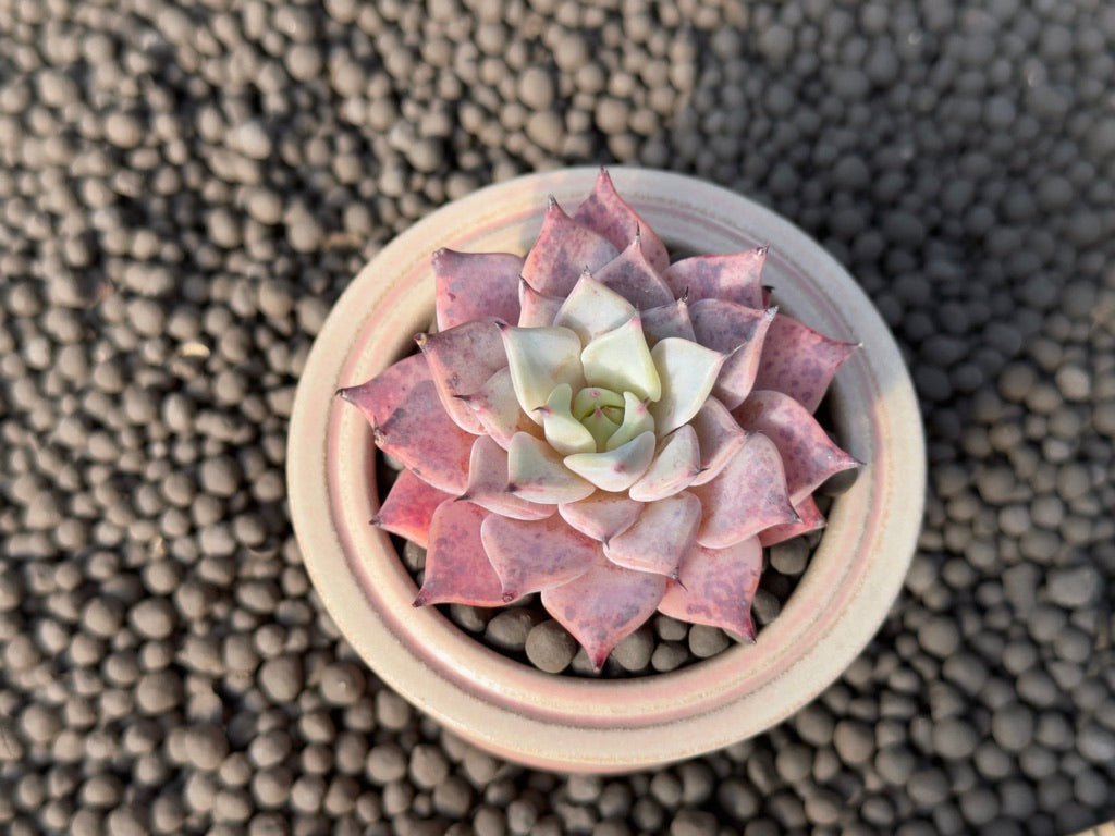 Echeveria Black Ball Korean Succulent Plant