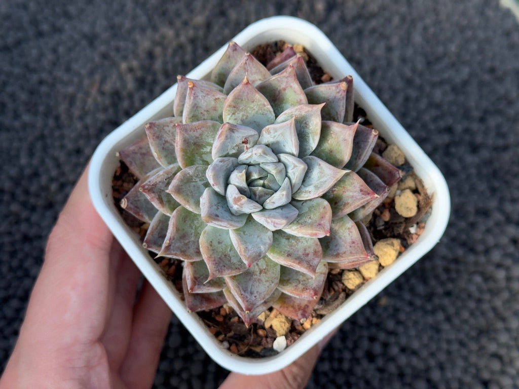 Echeveria Moire Korean Succulent Plant Changhee Hybrid
