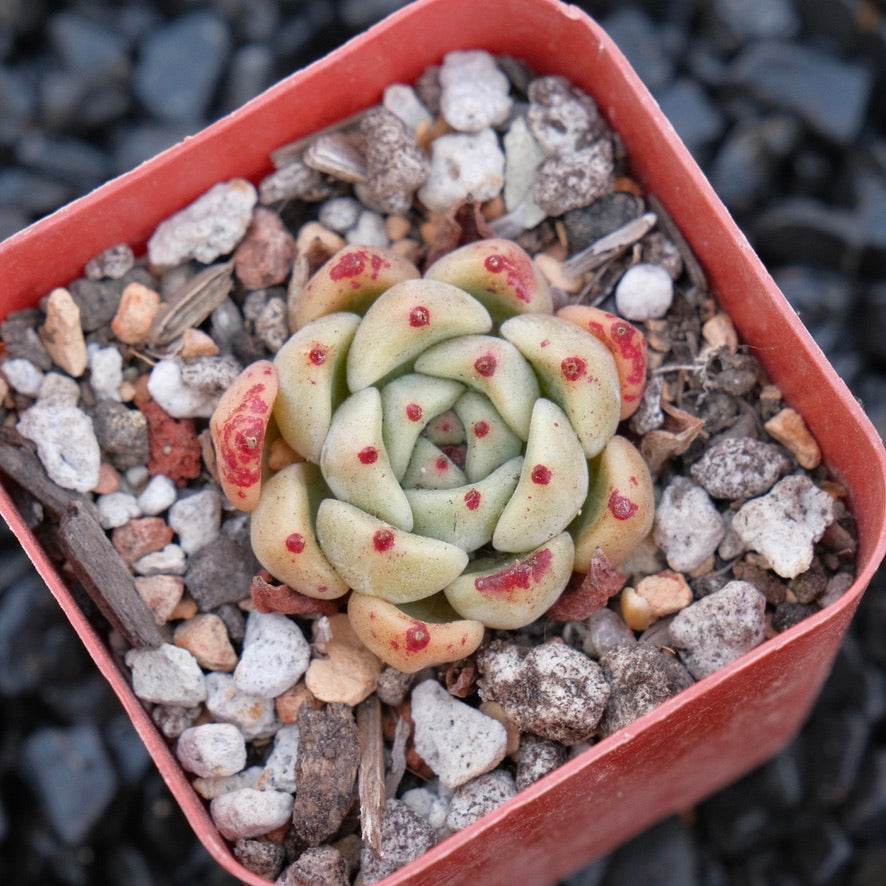 Echeveria Sarahime hybrid B Changhee hybrid Korean Succulent Plant