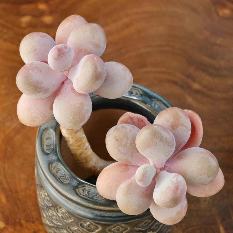 Graptoetalum amethystinum Korean Succulent Plant