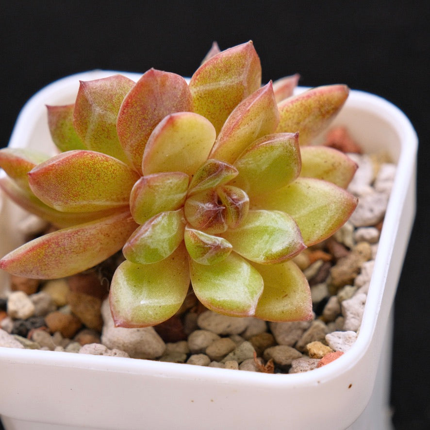 Echeveria Black Champagne Korean Succulent Plant