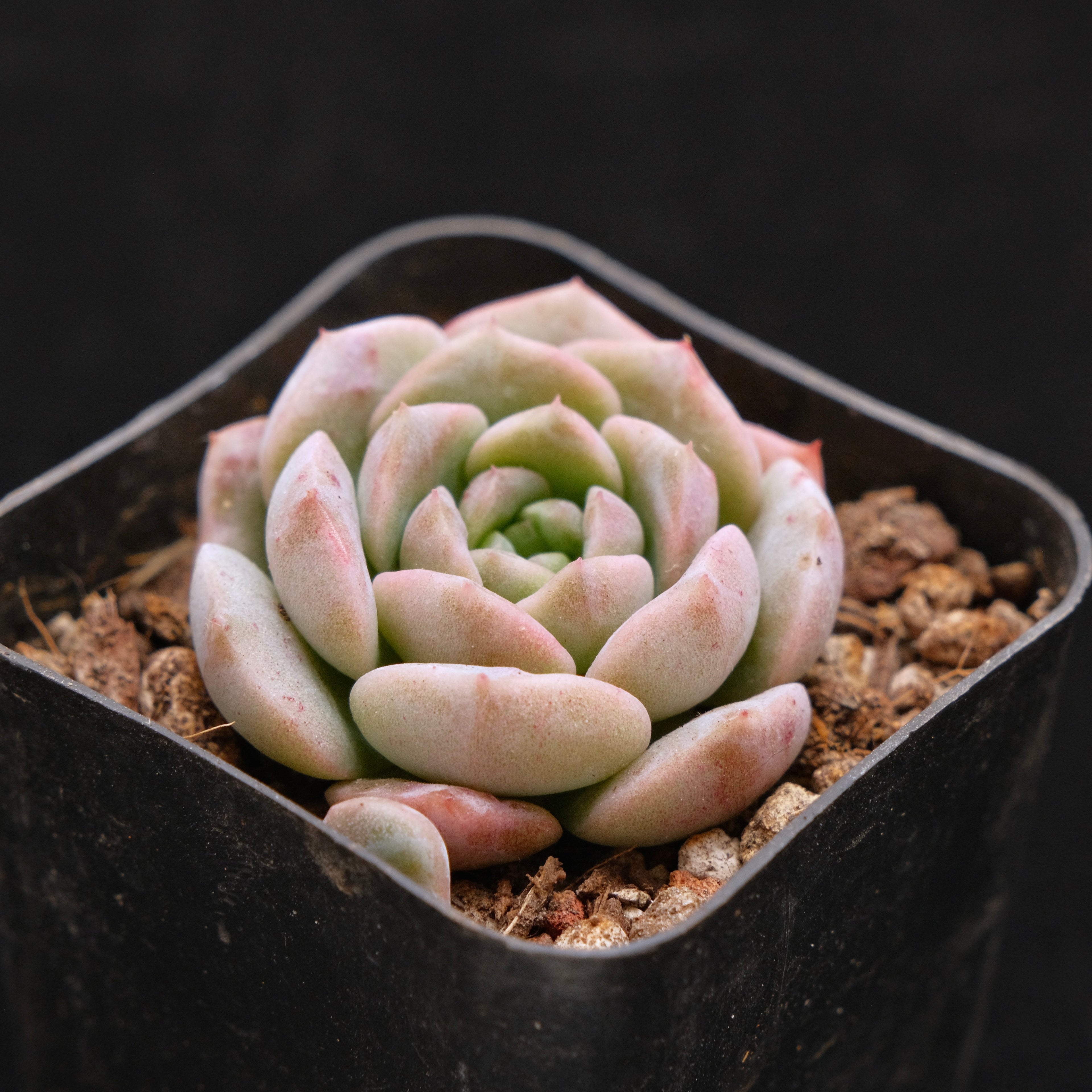 Echeveria Hereise Korean Succulent Plant
