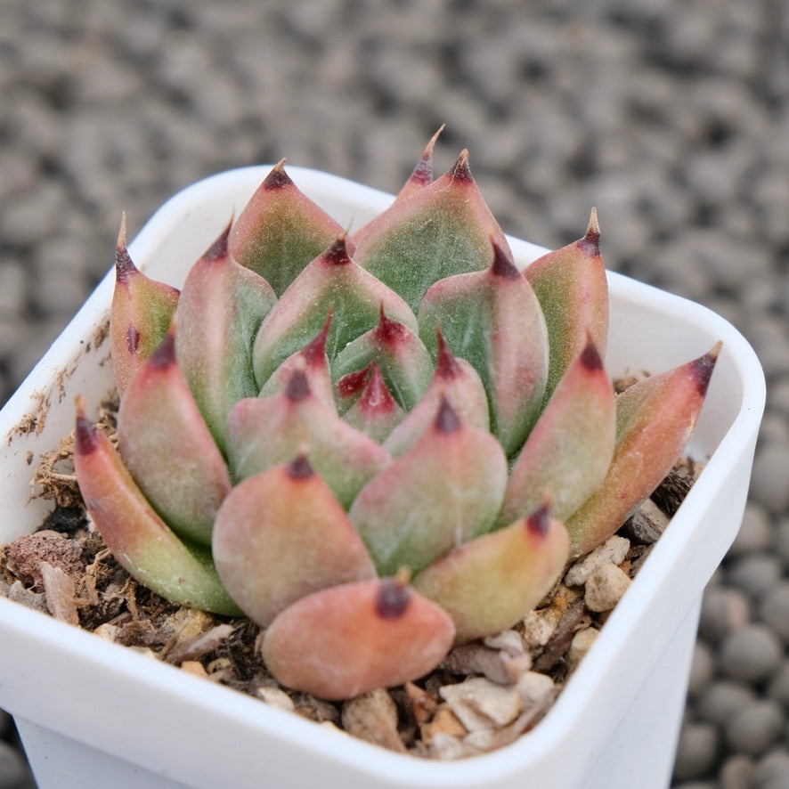 Echeveria Vanguard Korean Succulent Plant Hwaga Hybrid