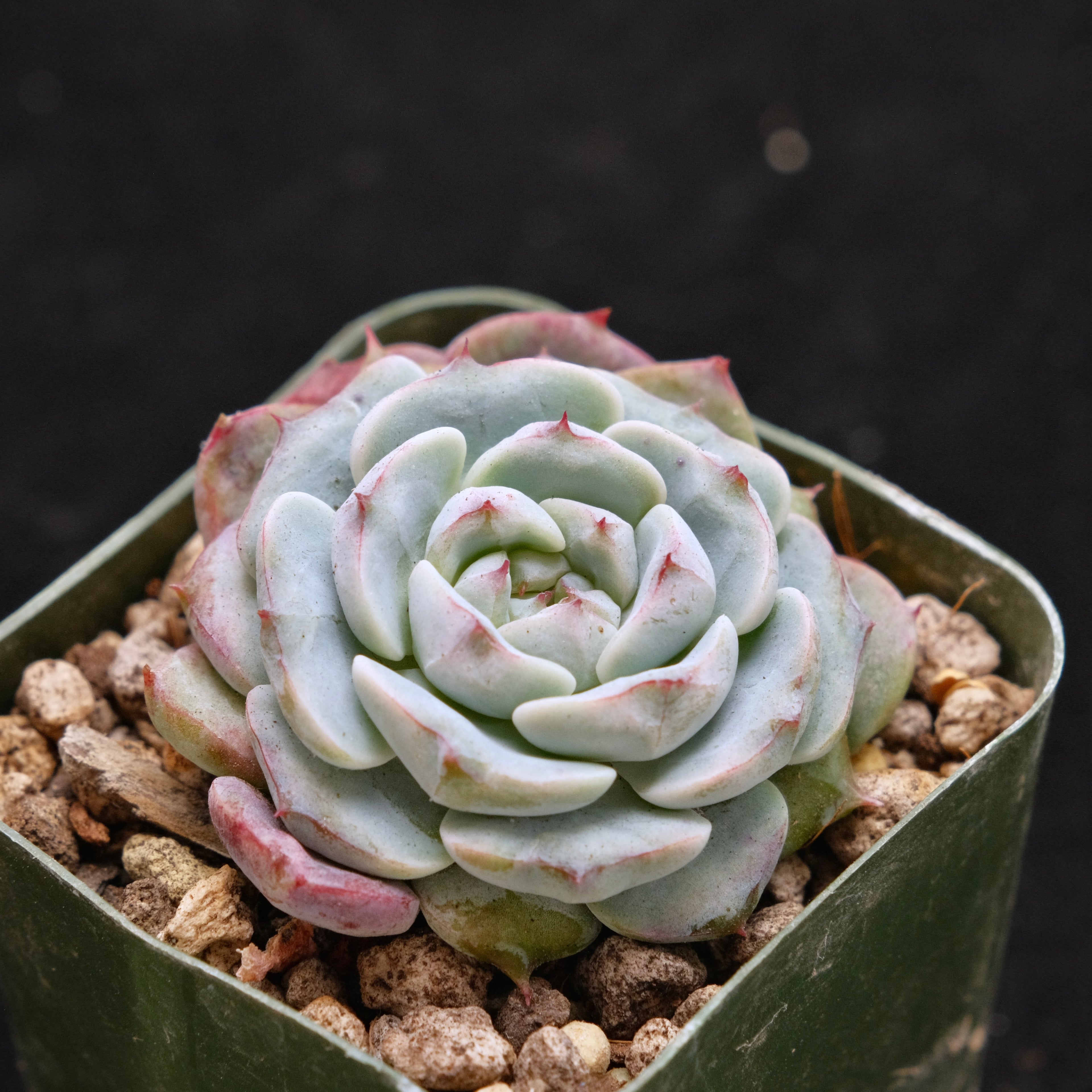 Echeveria Michelin Korean Succulent Plant Changhee hybrid