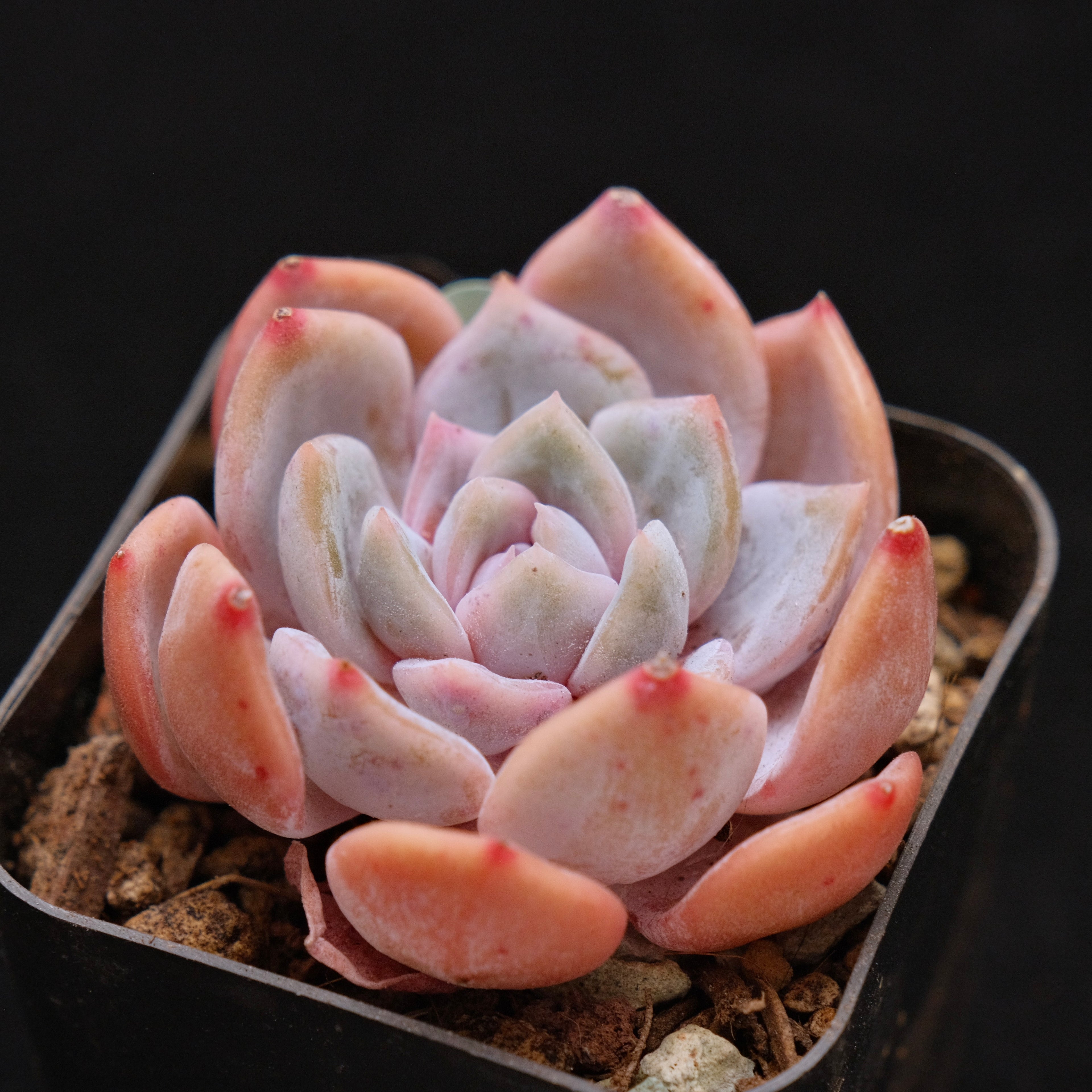 Echeveria Winter Flower Korean Succulent Plant