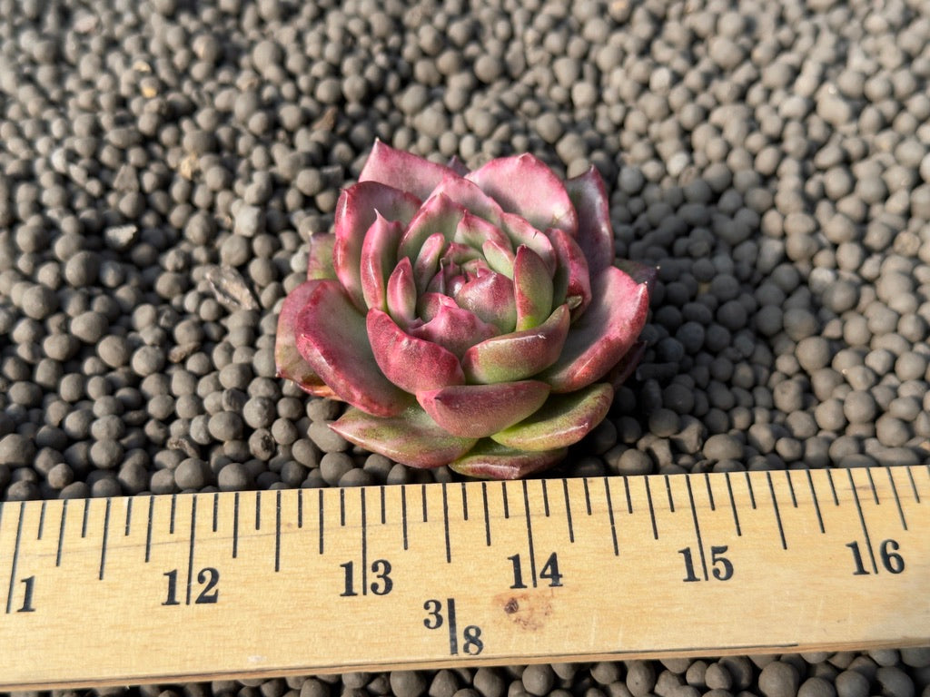 Variegated Echeveria Dark Pamela Korean Succulent Plant