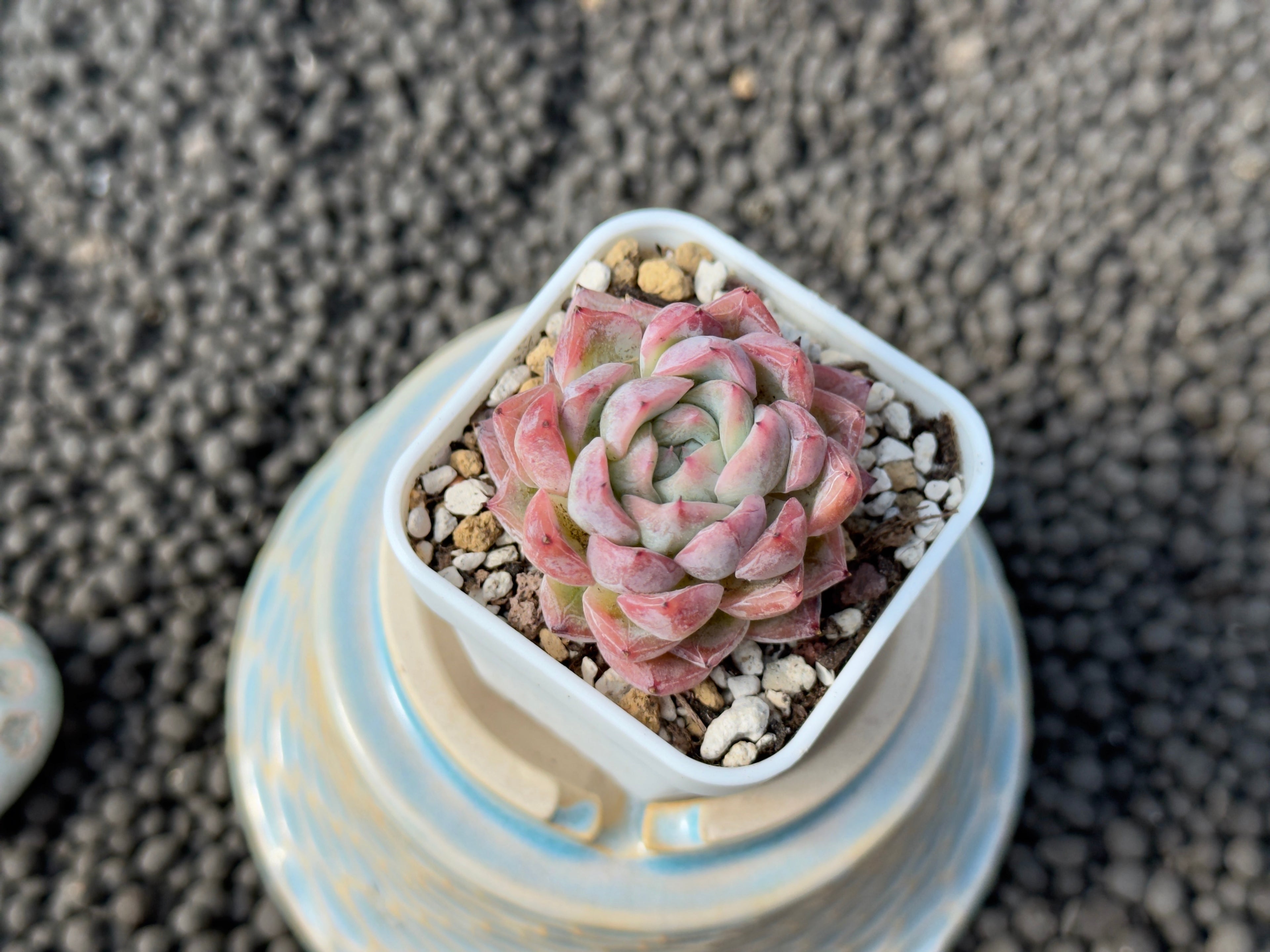 Echeveria Igloo Korean Succulent Plant Hwaga Hybrid