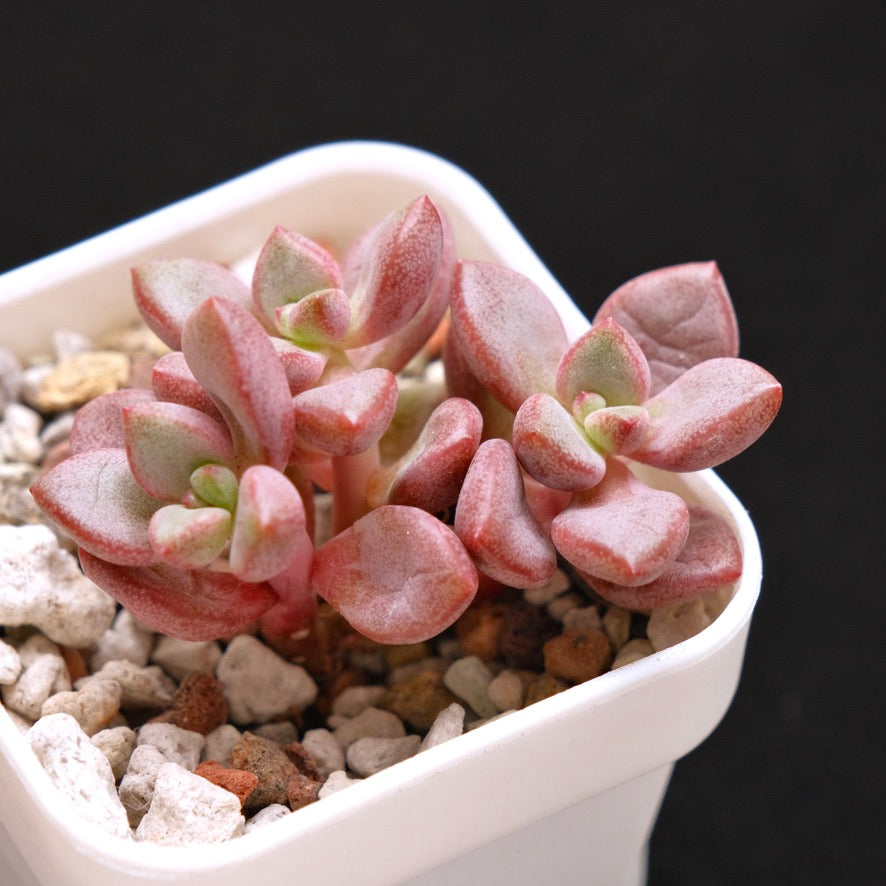Echeveria Animal Korean Succulent Plant Small cluster