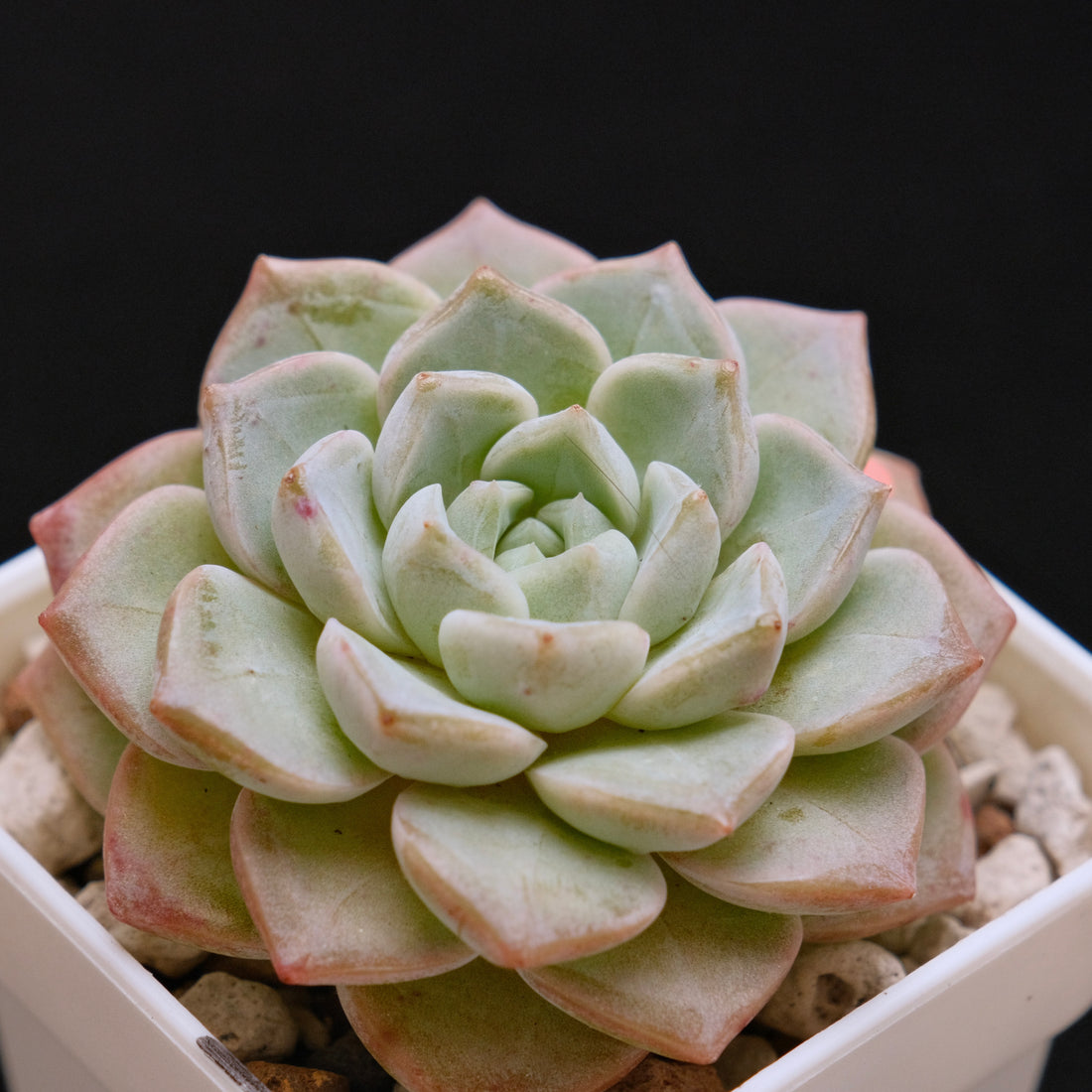 Echeveria Pink Spot Korean Succulent Plant