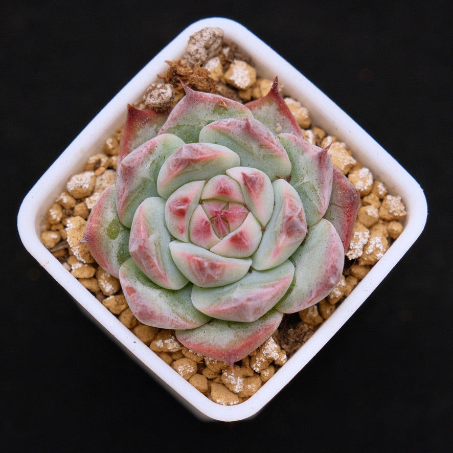 Echeveria chihuahuaensis Korean Succulent Plant