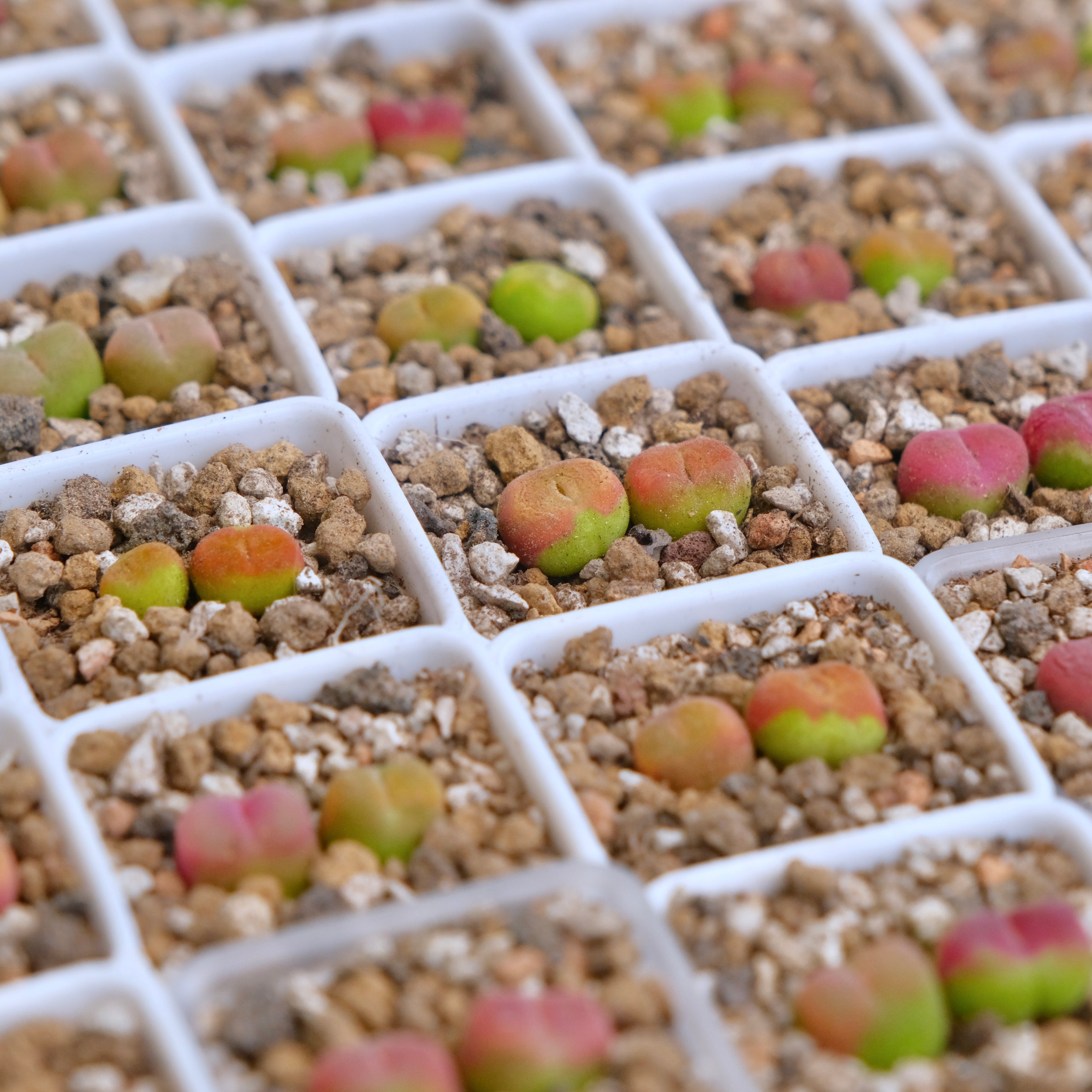 Conophytum maughanii (2 babies) Imported Succulent Plant