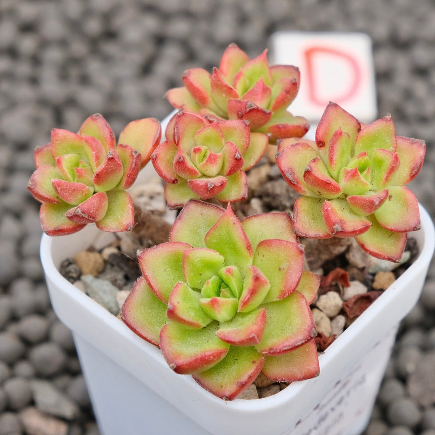 Echeveria Letizia Imported Succulent Plant