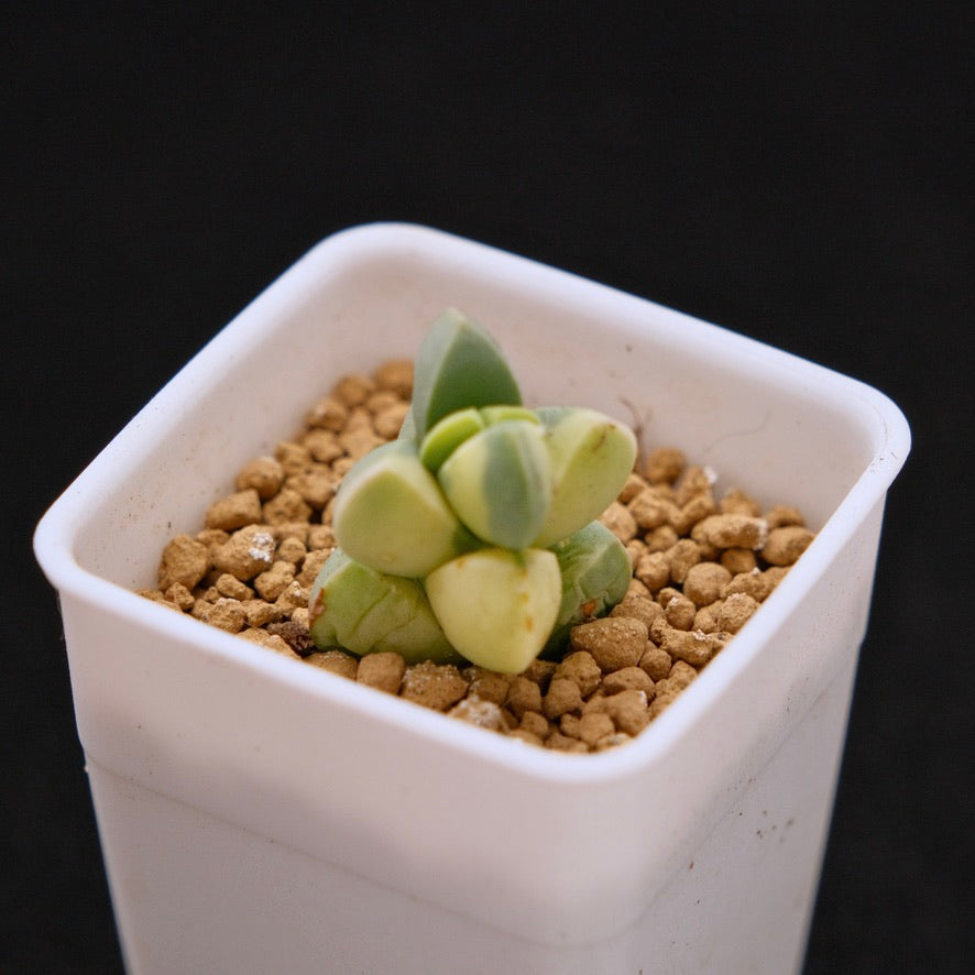 Variegated Corpuscularia lehmanii baby Korean Succulent Plant