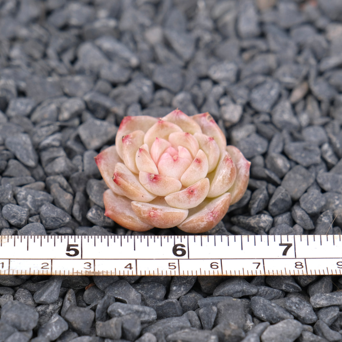 Echeveria Pure Love Korean Succulent Plant Changhee hybrid