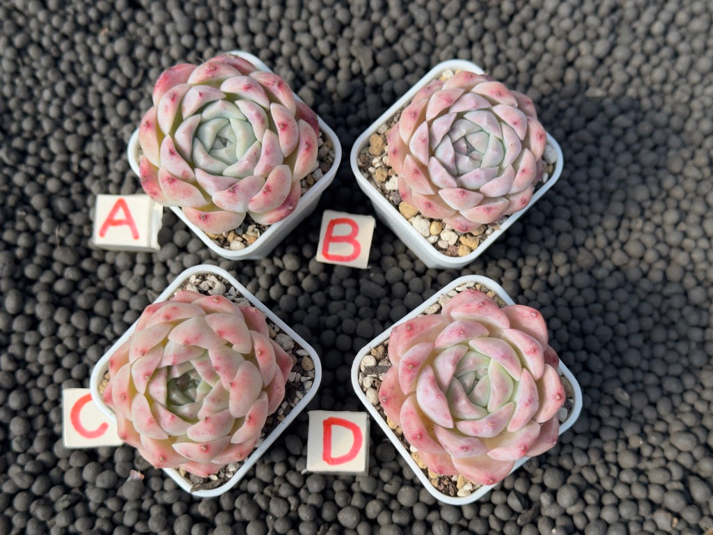 Echeveria Pink Lina Imported Succulent Plant