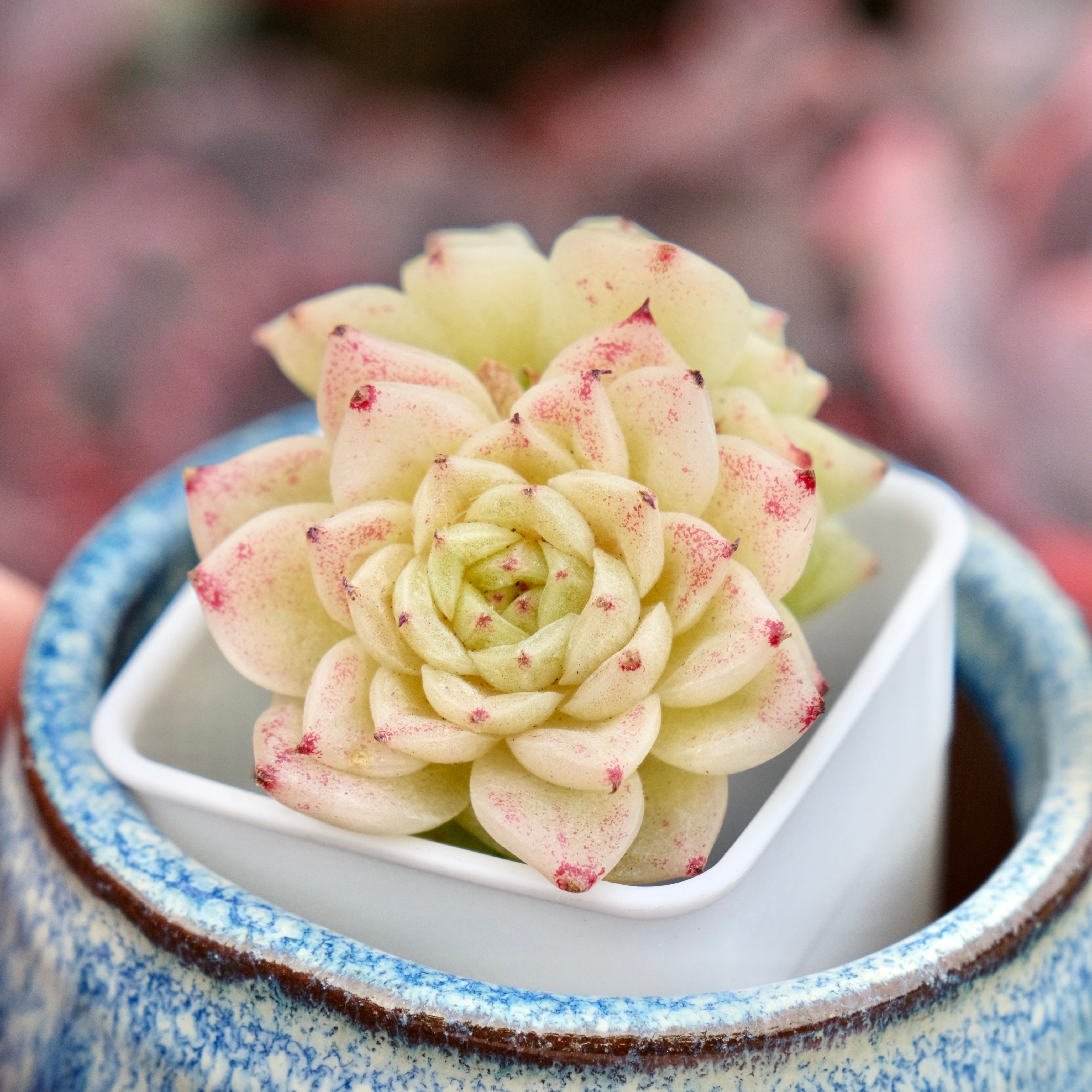 succulent daisy plant Echeveria Sun Daisy Imported Succulent Plant
