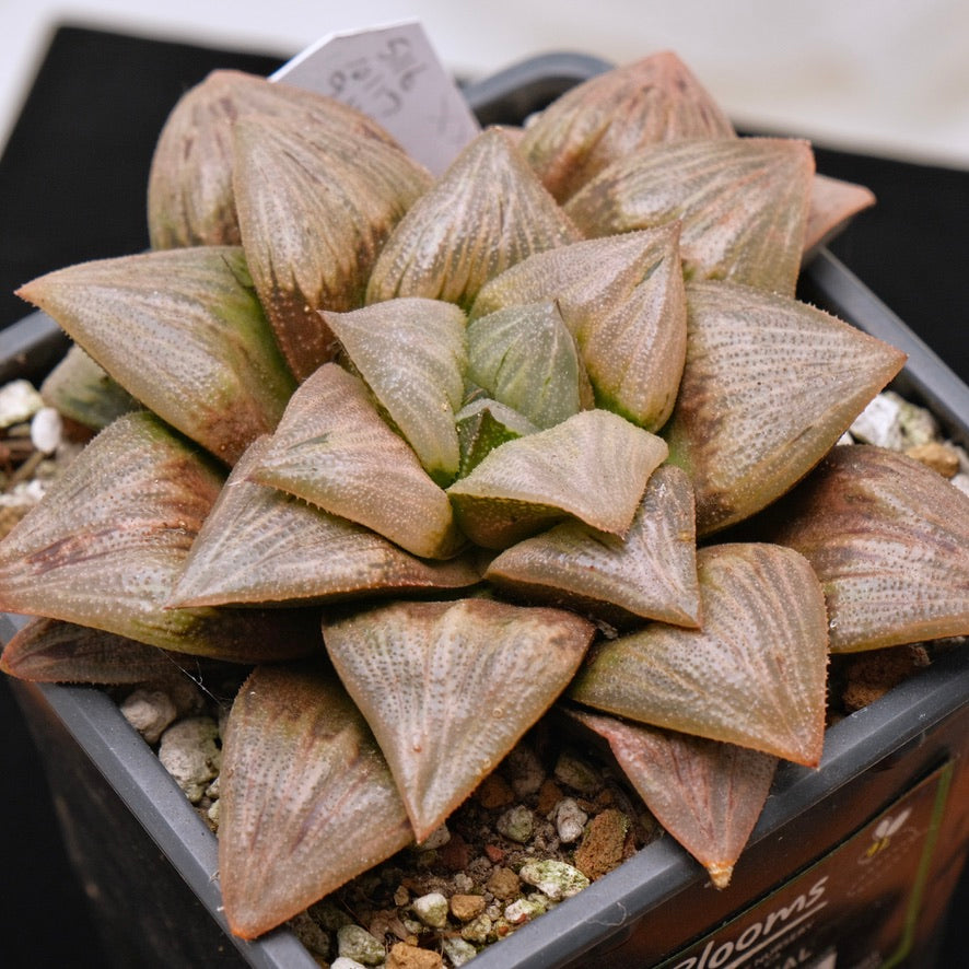 BIG Jim Smith Haworthia Hybrid Succulent Plant